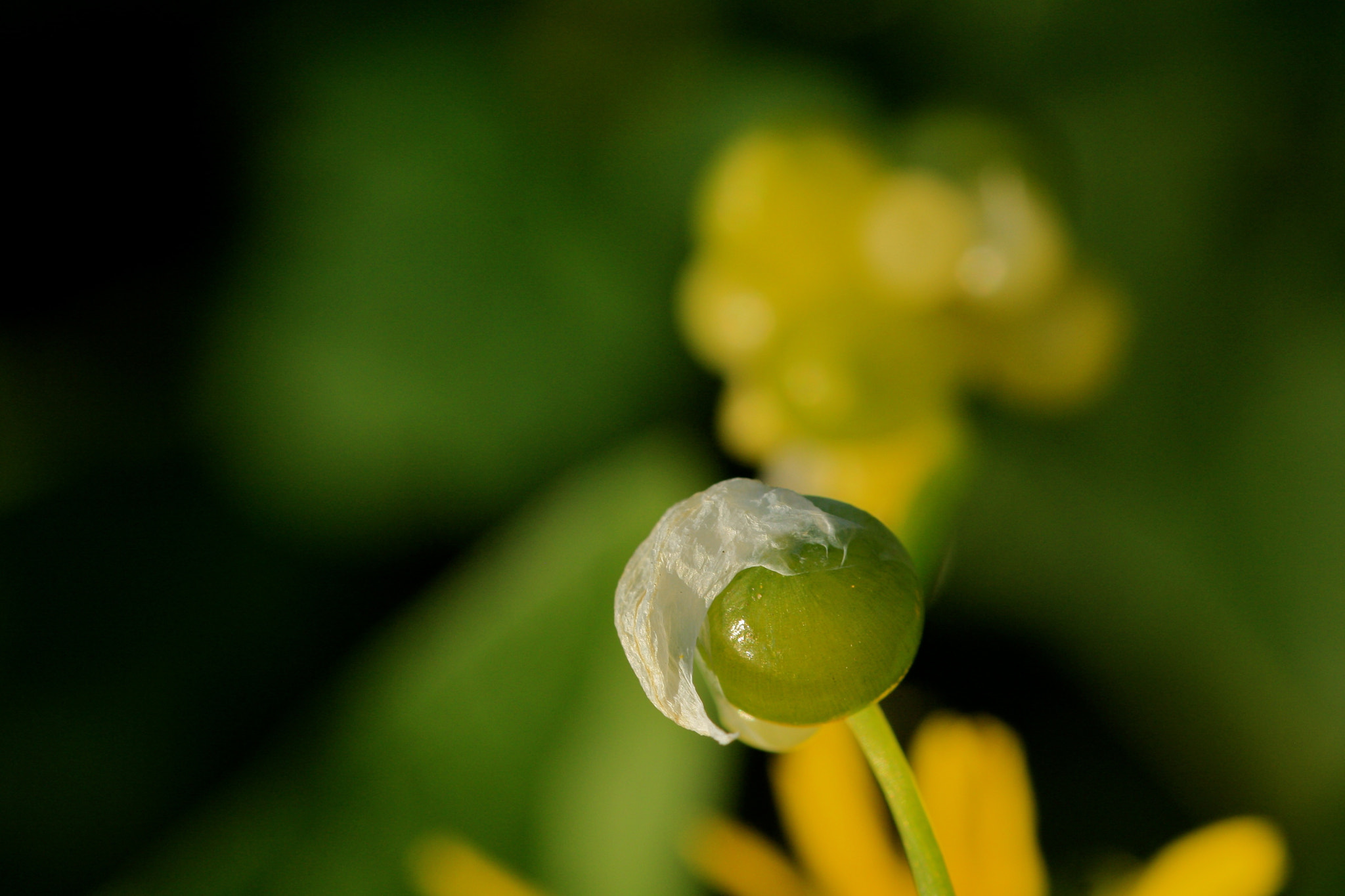 Sigma 105mm F2.8 EX DG OS HSM sample photo. Weißensee - auferstehungskirchhof photography