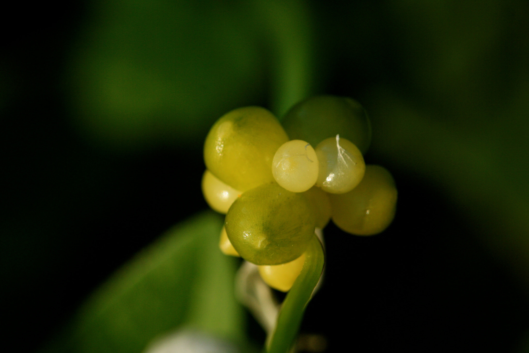 Sigma 105mm F2.8 EX DG OS HSM sample photo. Weißensee - auferstehungskirchhof photography
