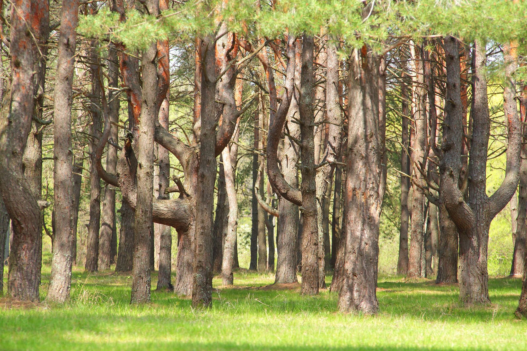 Sigma 18-200mm f/3.5-6.3 DC OS sample photo. Сказочный лес photography