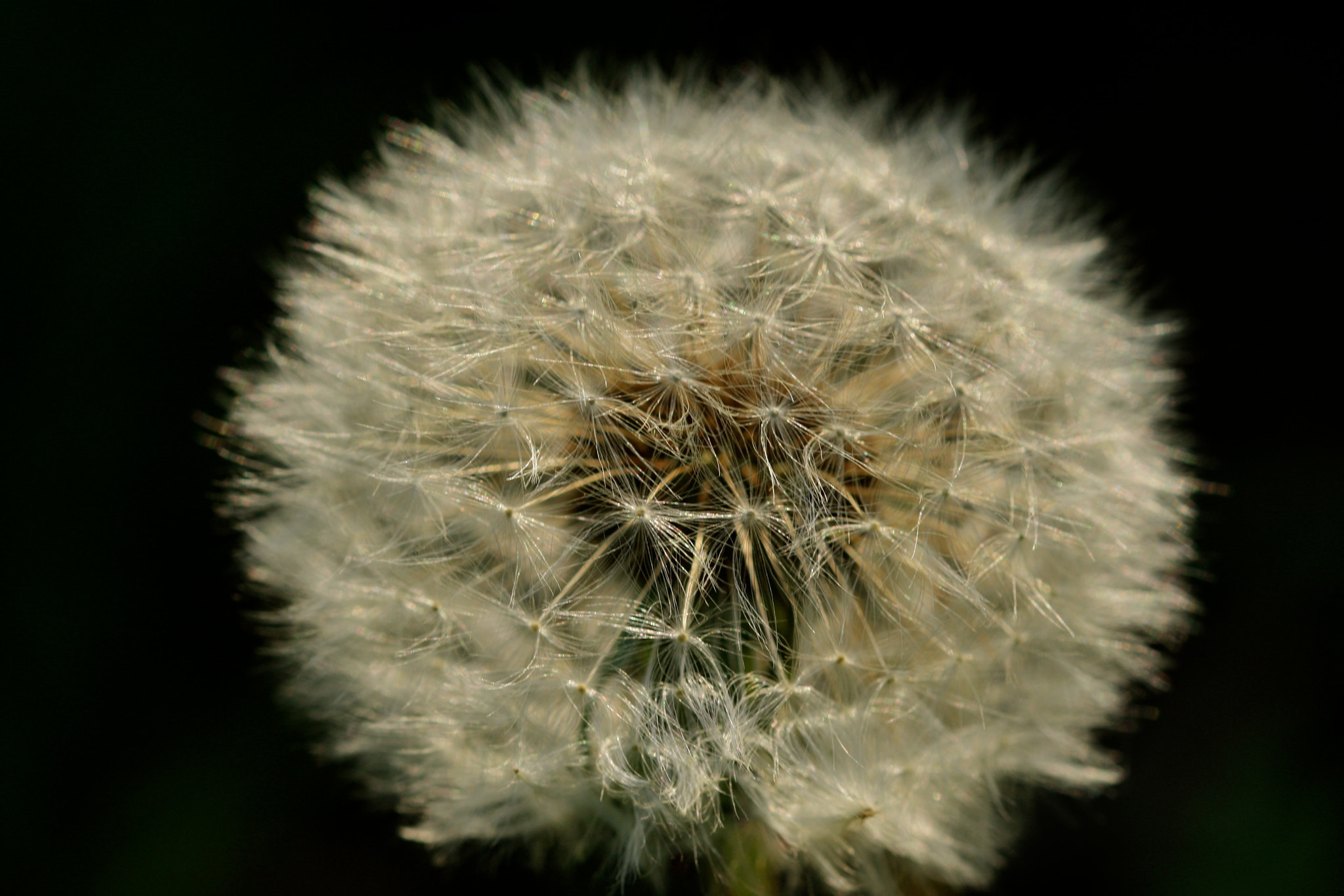 Sigma 105mm F2.8 EX DG OS HSM sample photo. Weißensee - auferstehungskirchhof photography