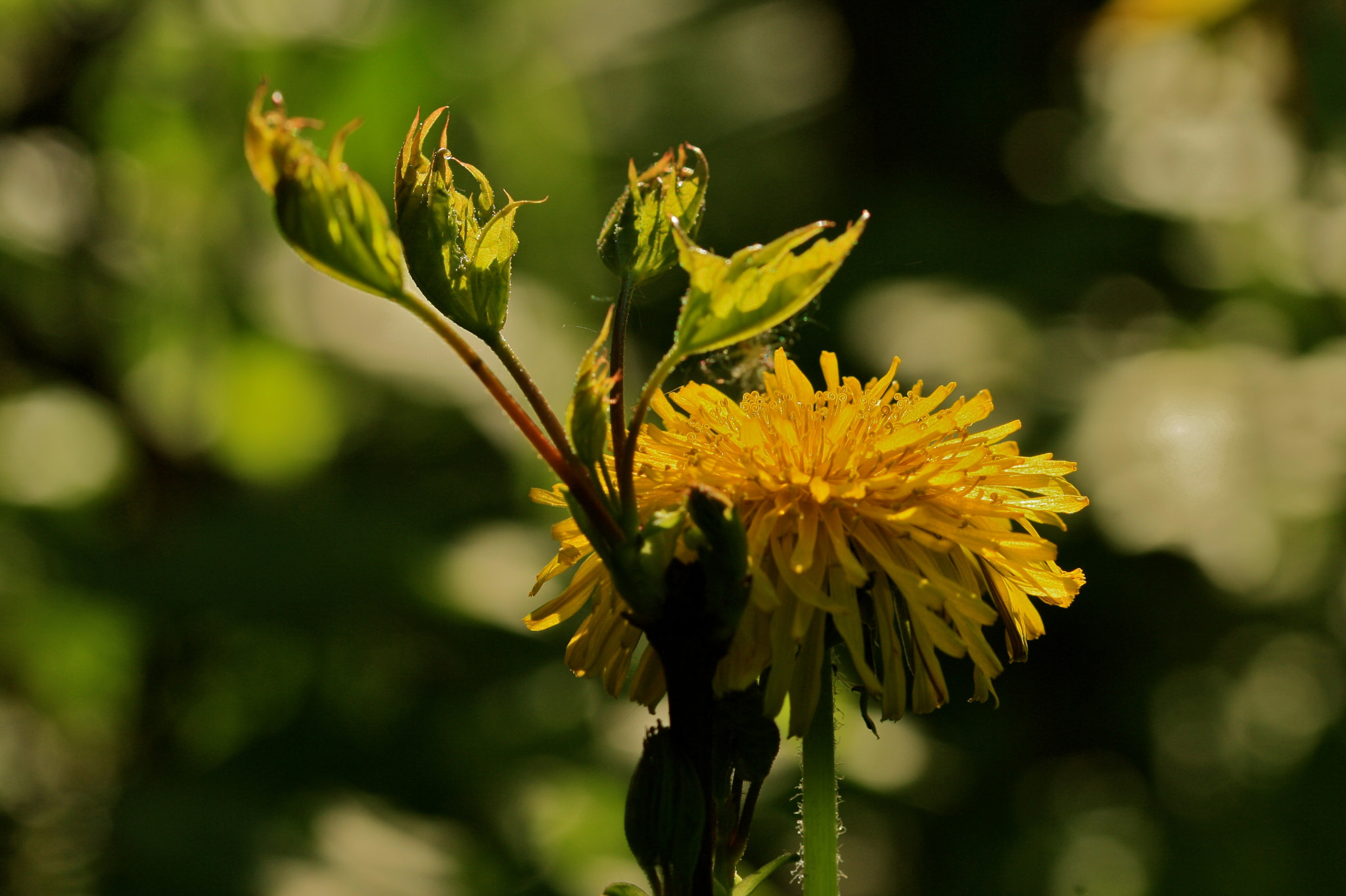 Sigma 105mm F2.8 EX DG OS HSM sample photo. Weißensee - auferstehungskirchhof photography