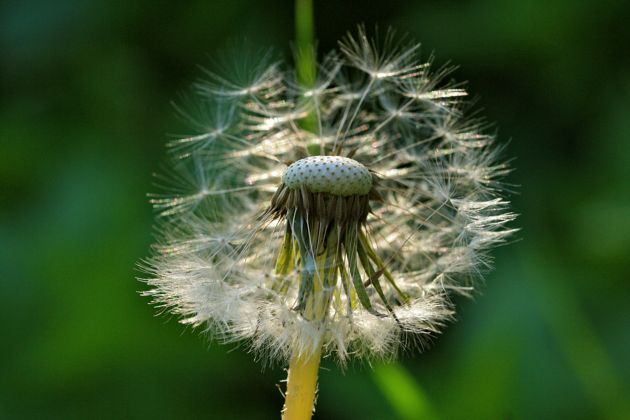 Sigma 105mm F2.8 EX DG OS HSM sample photo. Weißensee - auferstehungskirchhof photography