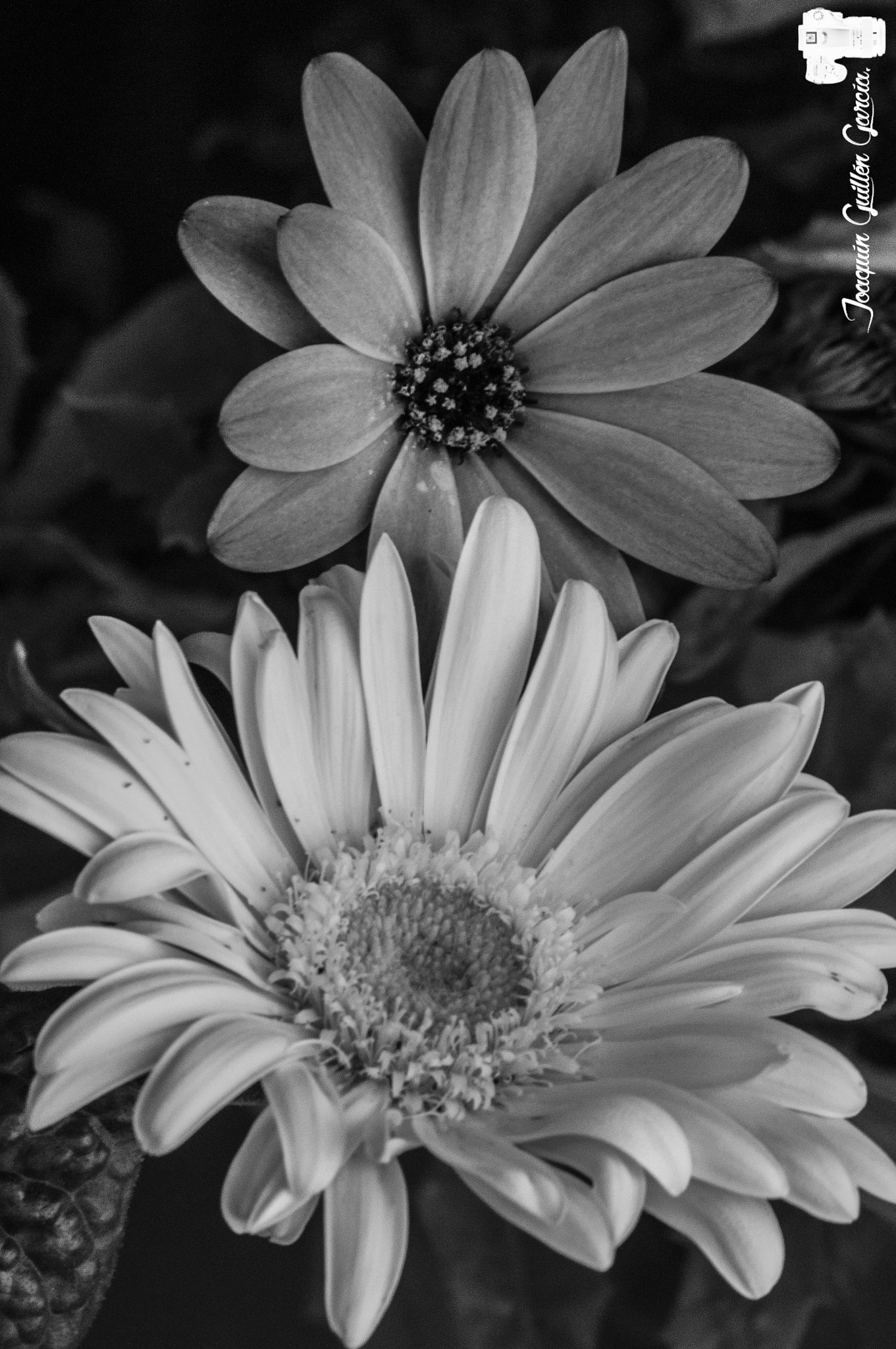 Sony SLT-A35 sample photo. . photography