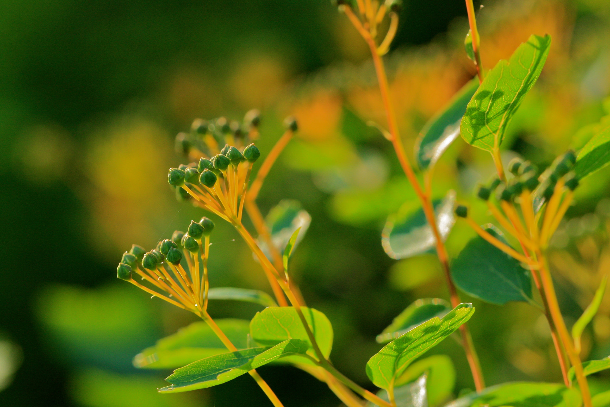 Sigma 105mm F2.8 EX DG OS HSM sample photo. Weißensee - auferstehungskirchhof photography