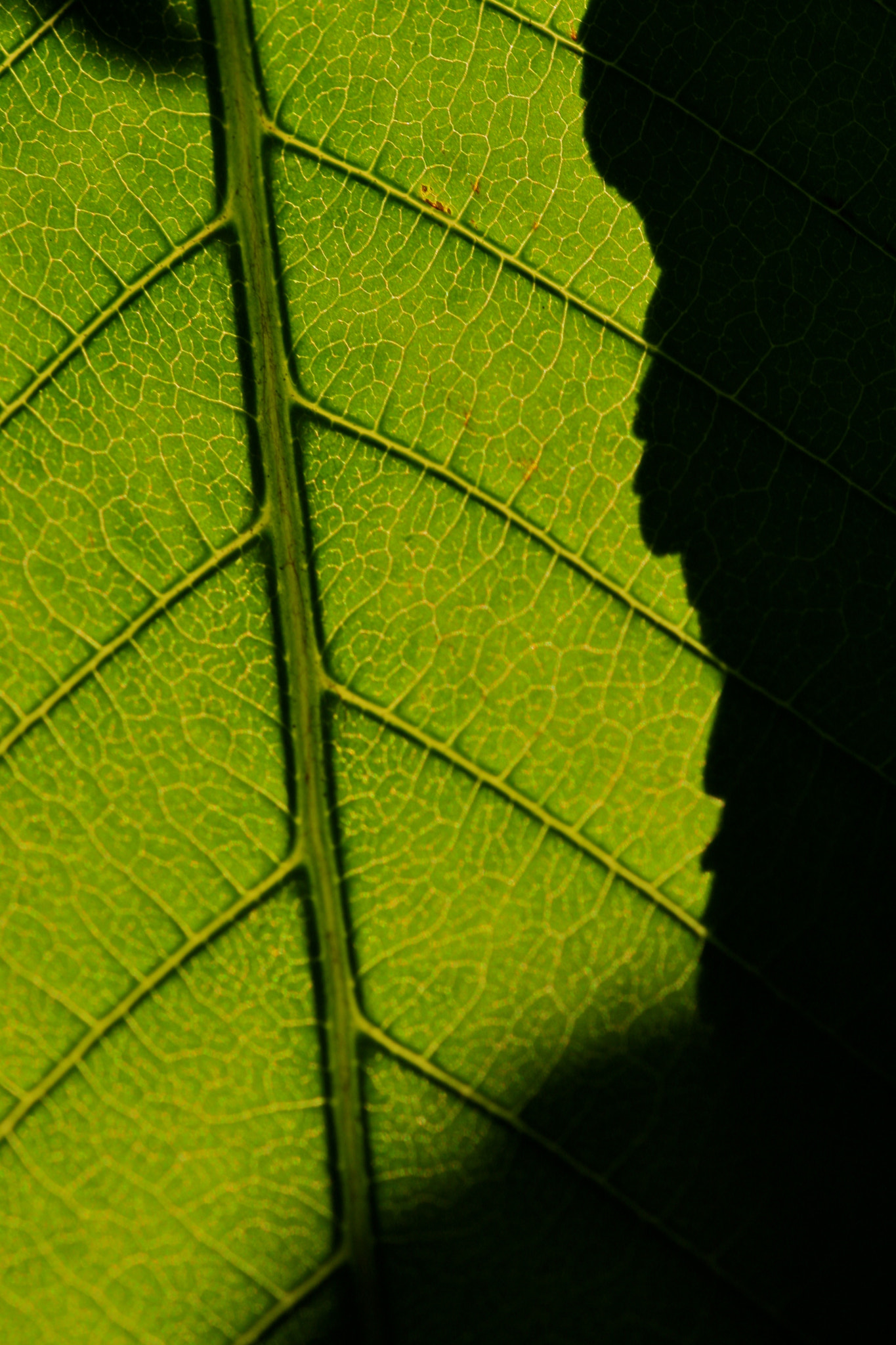 Sigma 105mm F2.8 EX DG OS HSM sample photo. Weißensee - auferstehungskirchhof photography
