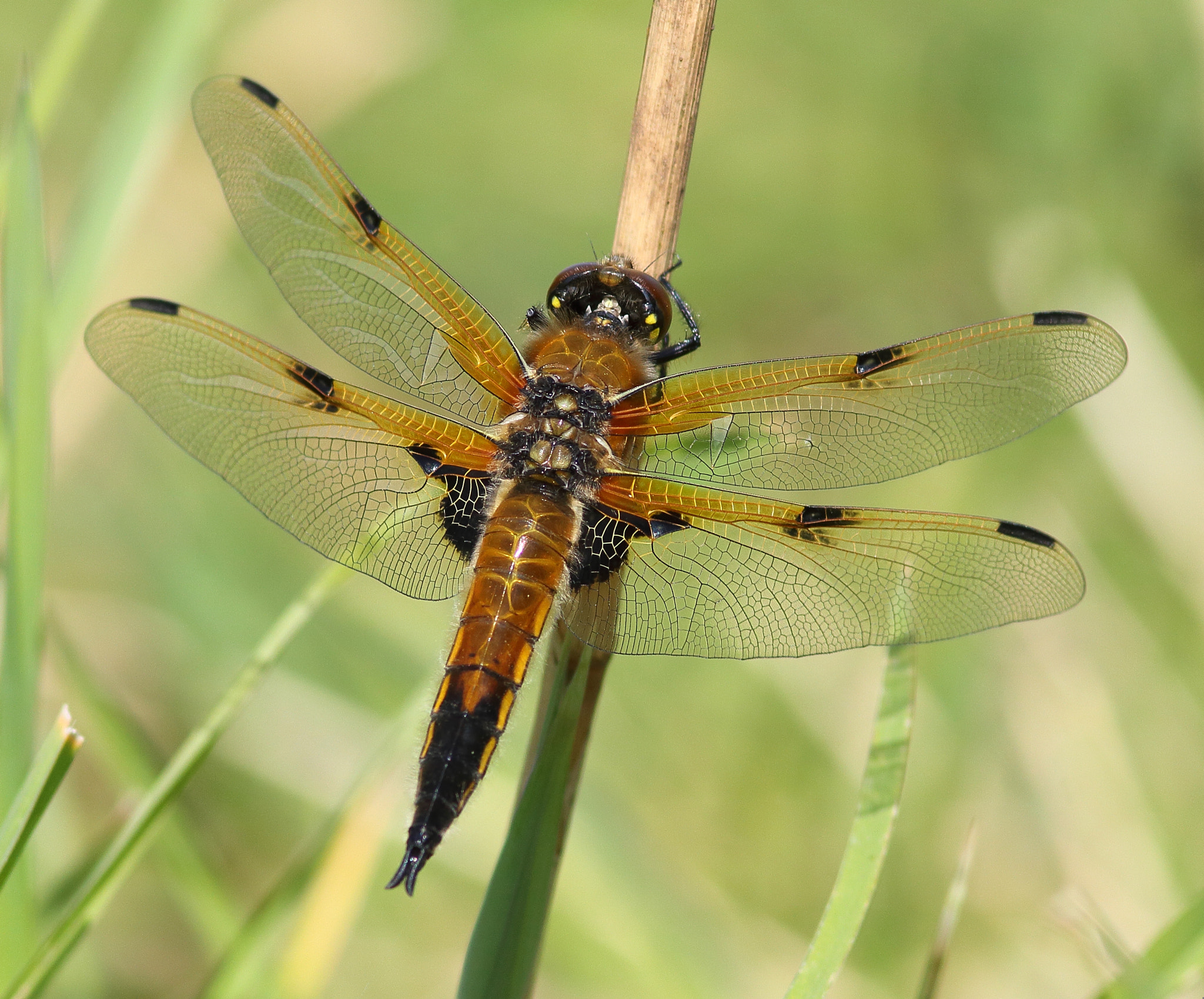 Canon EF 300mm F4L IS USM sample photo. Four-spotted chaser photography