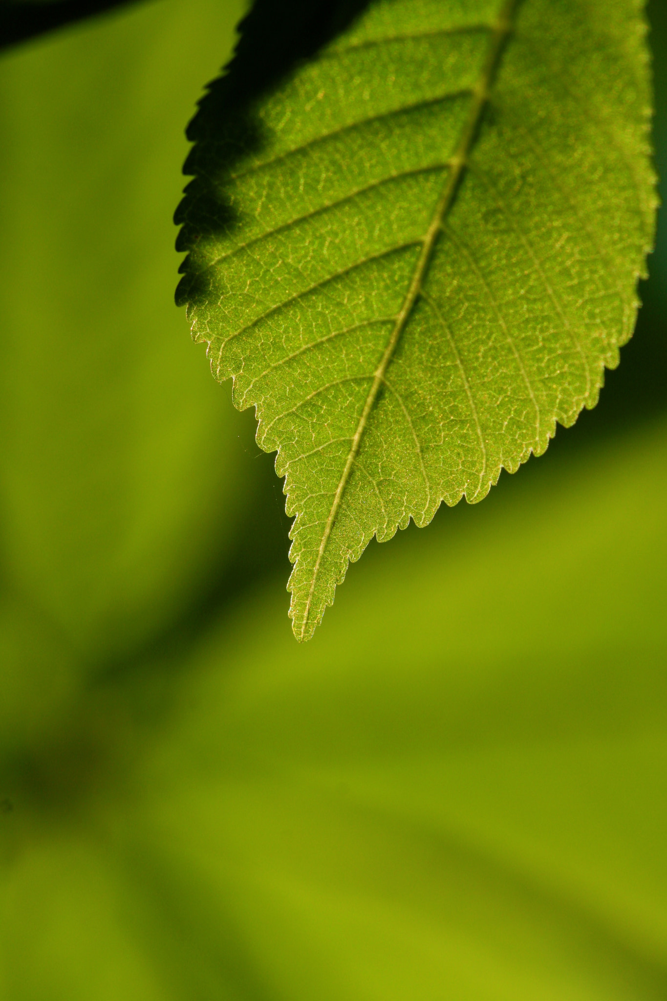 Sigma 105mm F2.8 EX DG OS HSM sample photo. Weißensee - auferstehungskirchhof photography
