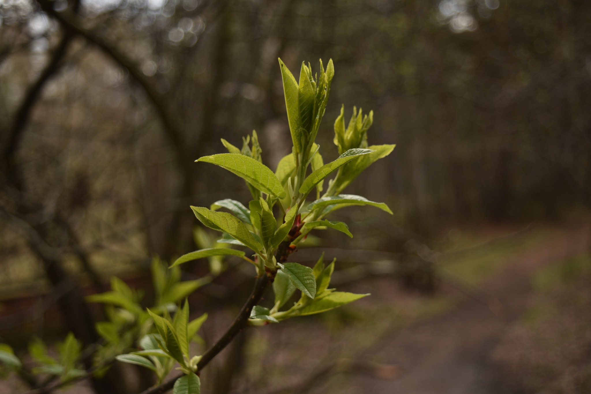 Nikon D5500 + Nikon AF-S DX Nikkor 18-55mm F3.5-5.6G VR II sample photo. New beginning photography