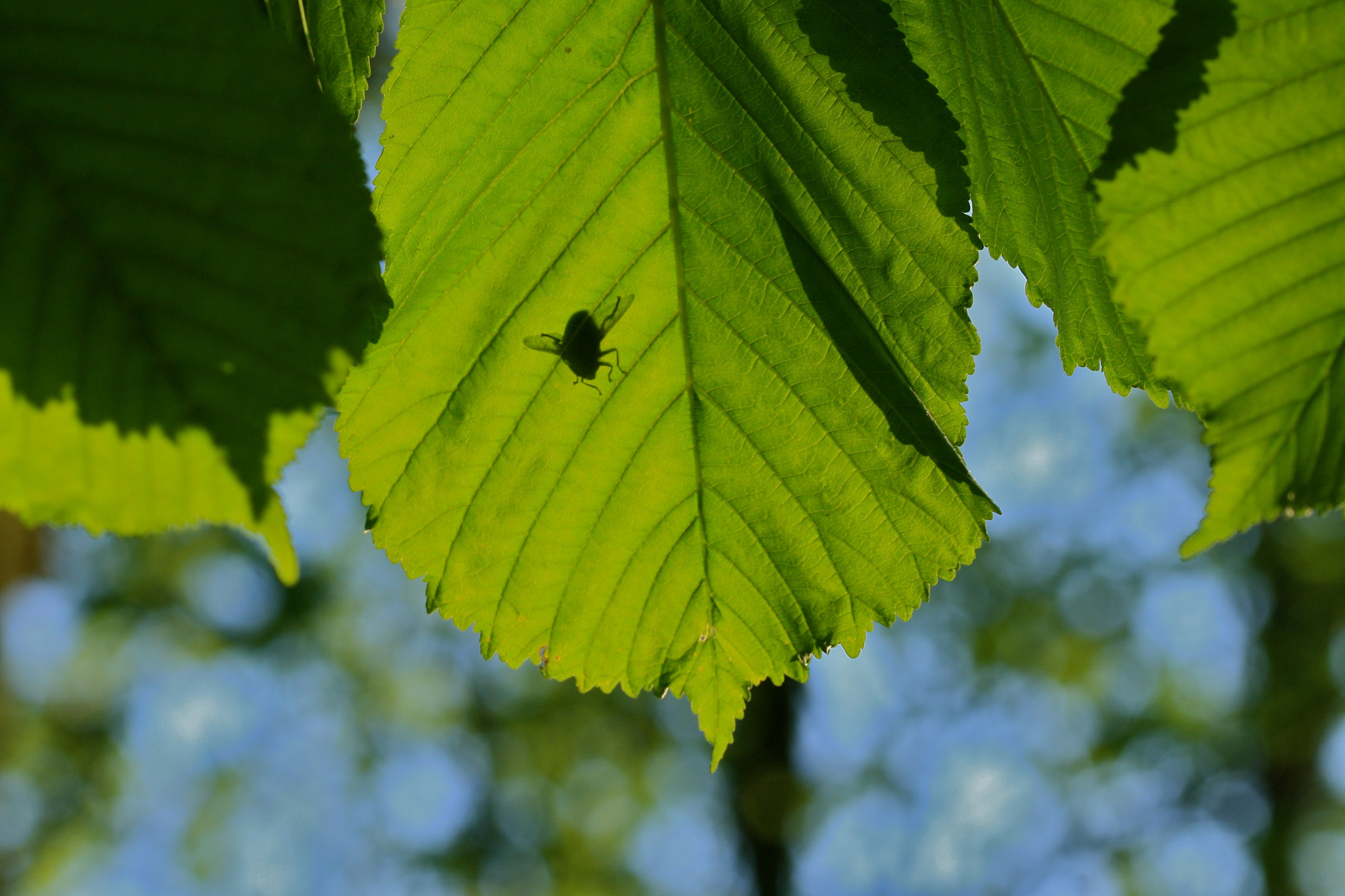Sigma 105mm F2.8 EX DG OS HSM sample photo. Weißensee - auferstehungskirchhof photography