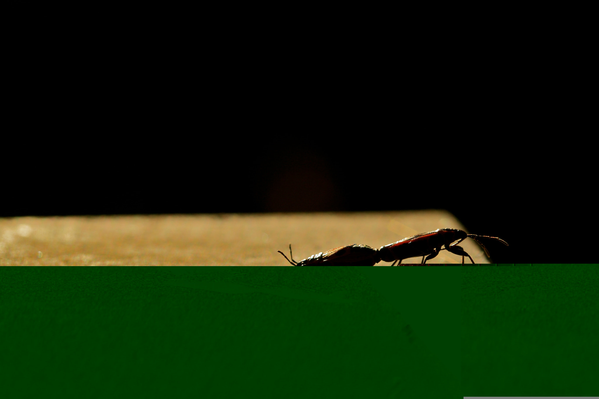 Sigma 105mm F2.8 EX DG OS HSM sample photo. Weißensee - auferstehungskirchhof photography
