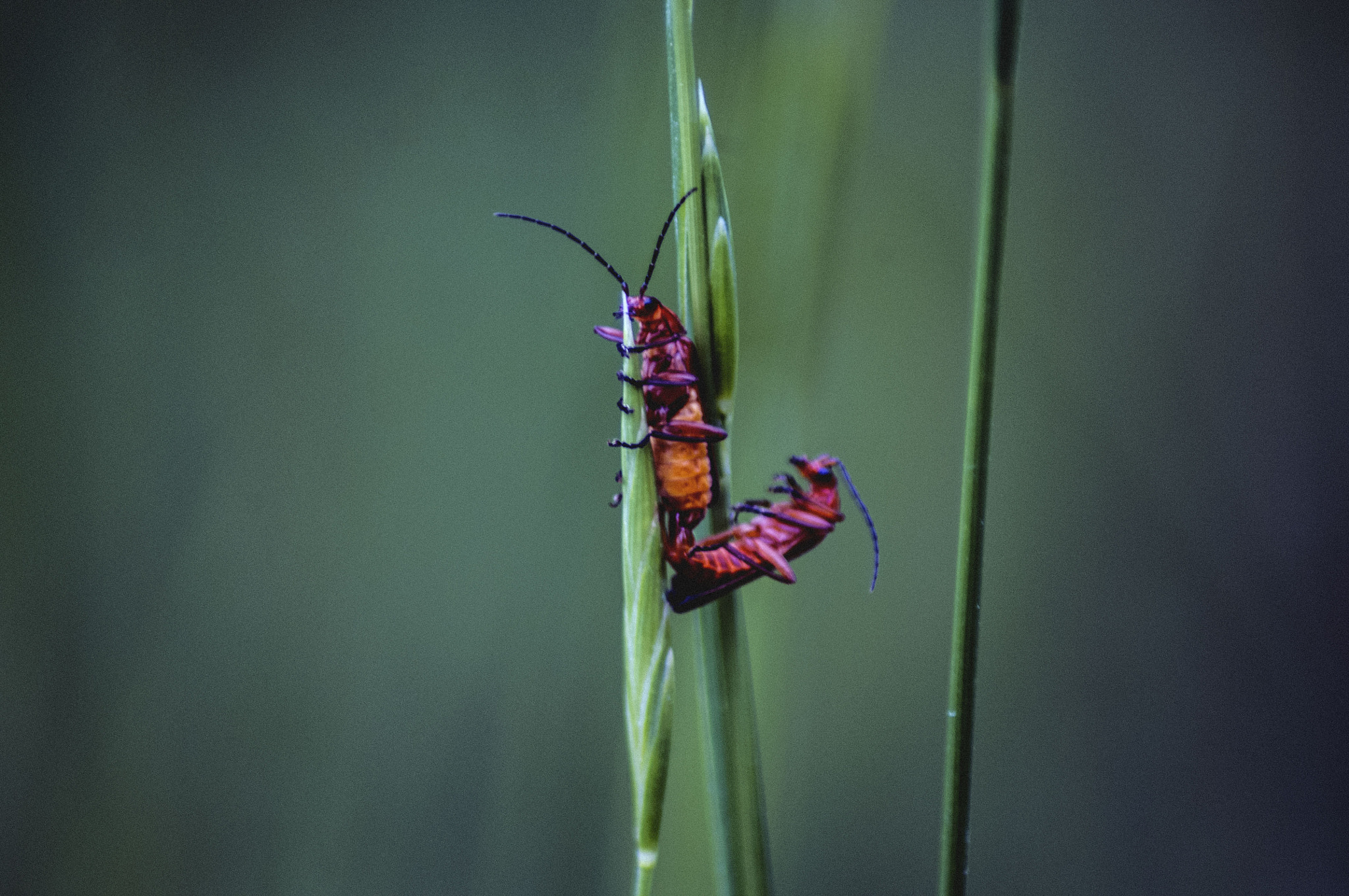 Pentax K-x sample photo. Love natural photography