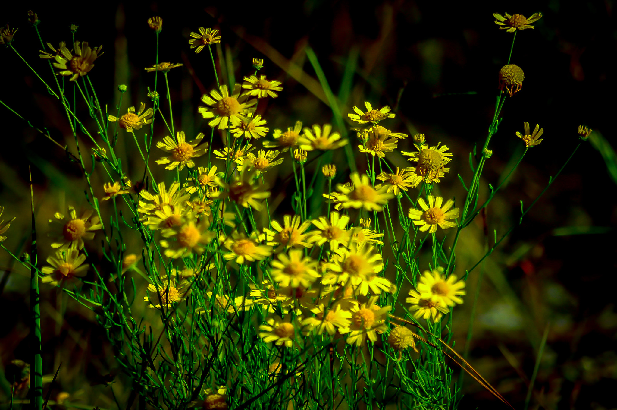 AF Zoom-Nikkor 24-50mm f/3.3-4.5 sample photo. Daisies photography