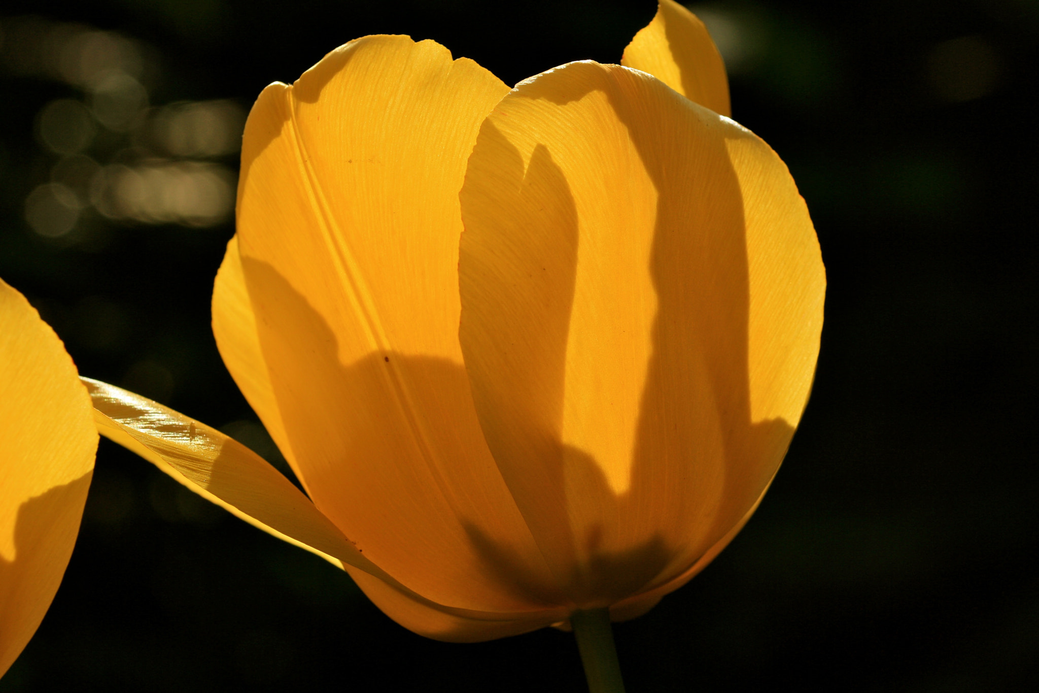 Sigma 105mm F2.8 EX DG OS HSM sample photo. Weißensee - auferstehungskirchhof photography