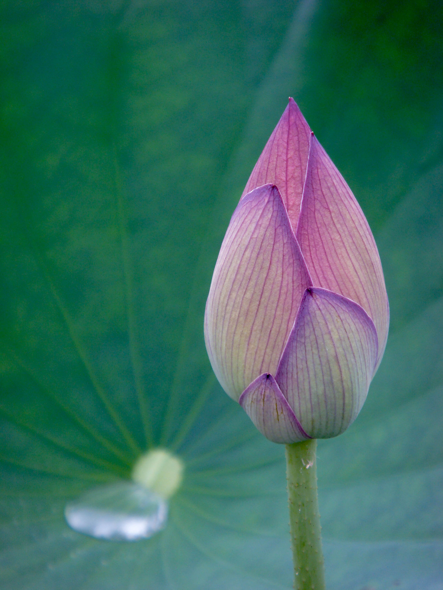 Sony DSC-T100 sample photo. Fleur de lotus photography
