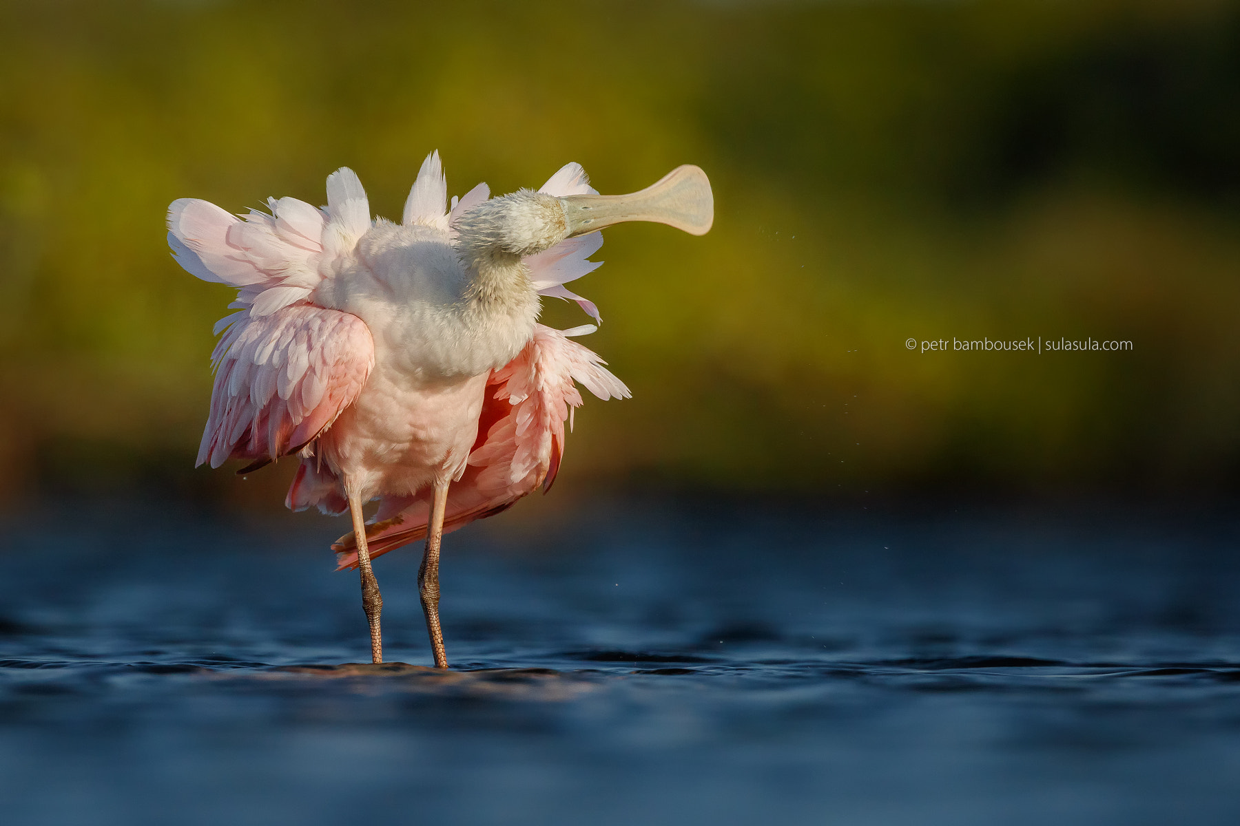 Canon EF 300mm F2.8L IS II USM sample photo. Spoonbill | florida photography