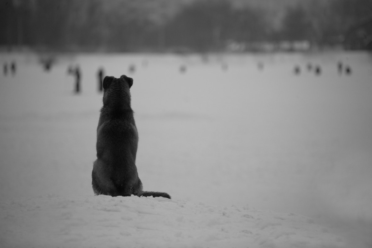 Canon EF 100-300mm F4.5-5.6 USM sample photo. Priceless freedom / Свободный пёс photography