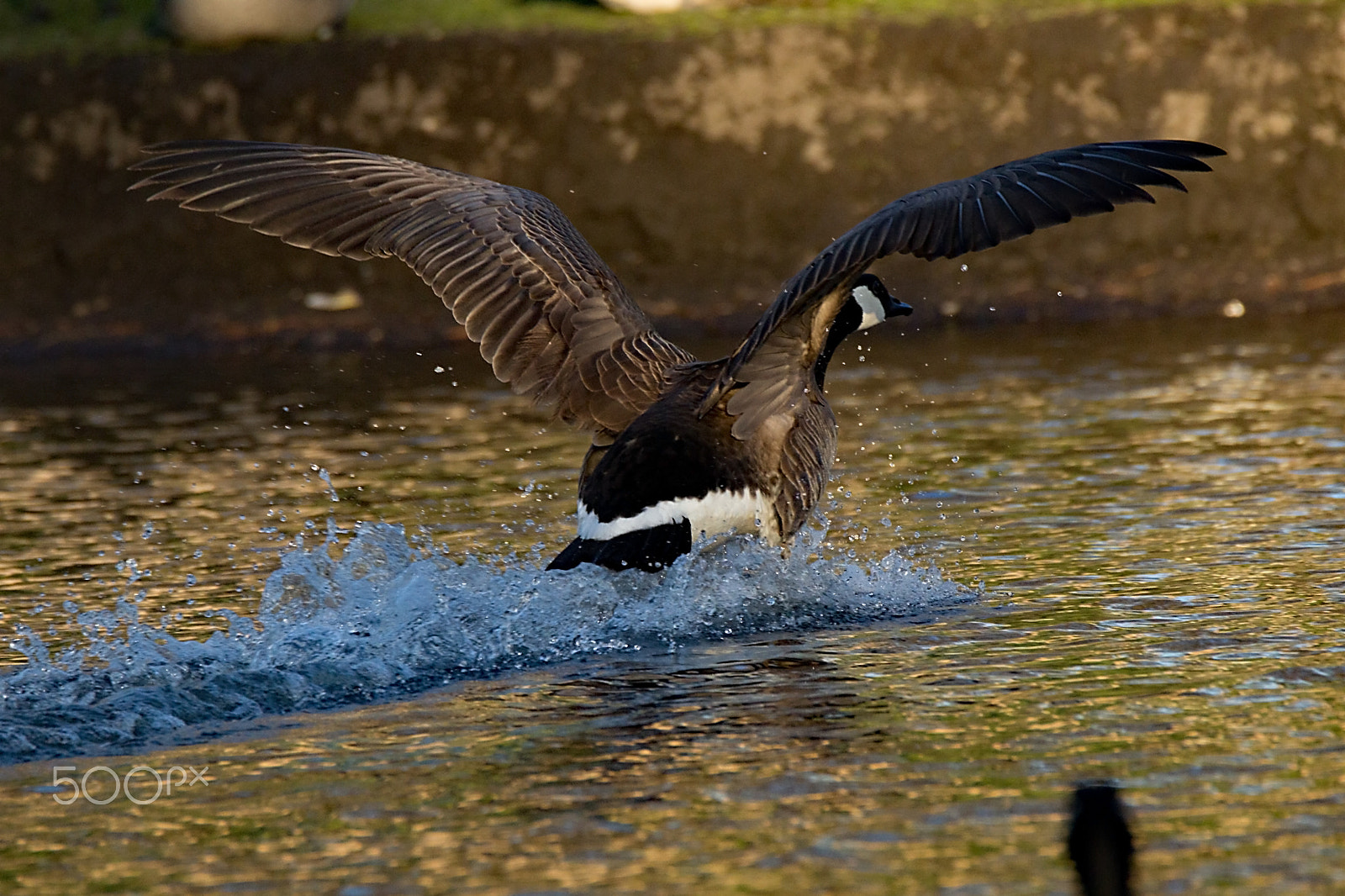 Tamron SP 150-600mm F5-6.3 Di VC USD sample photo. Canada goose splash down photography