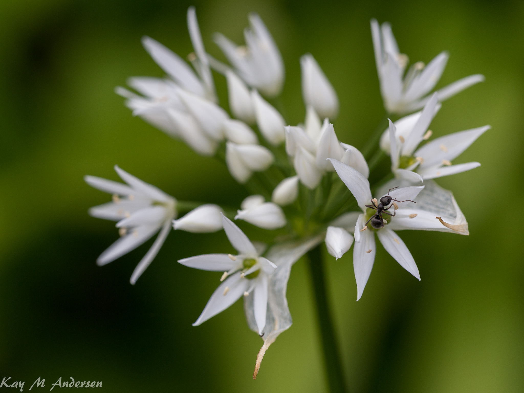 Sigma APO Macro 150mm f/2.8 EX DG HSM sample photo. The ant and the ramson photography