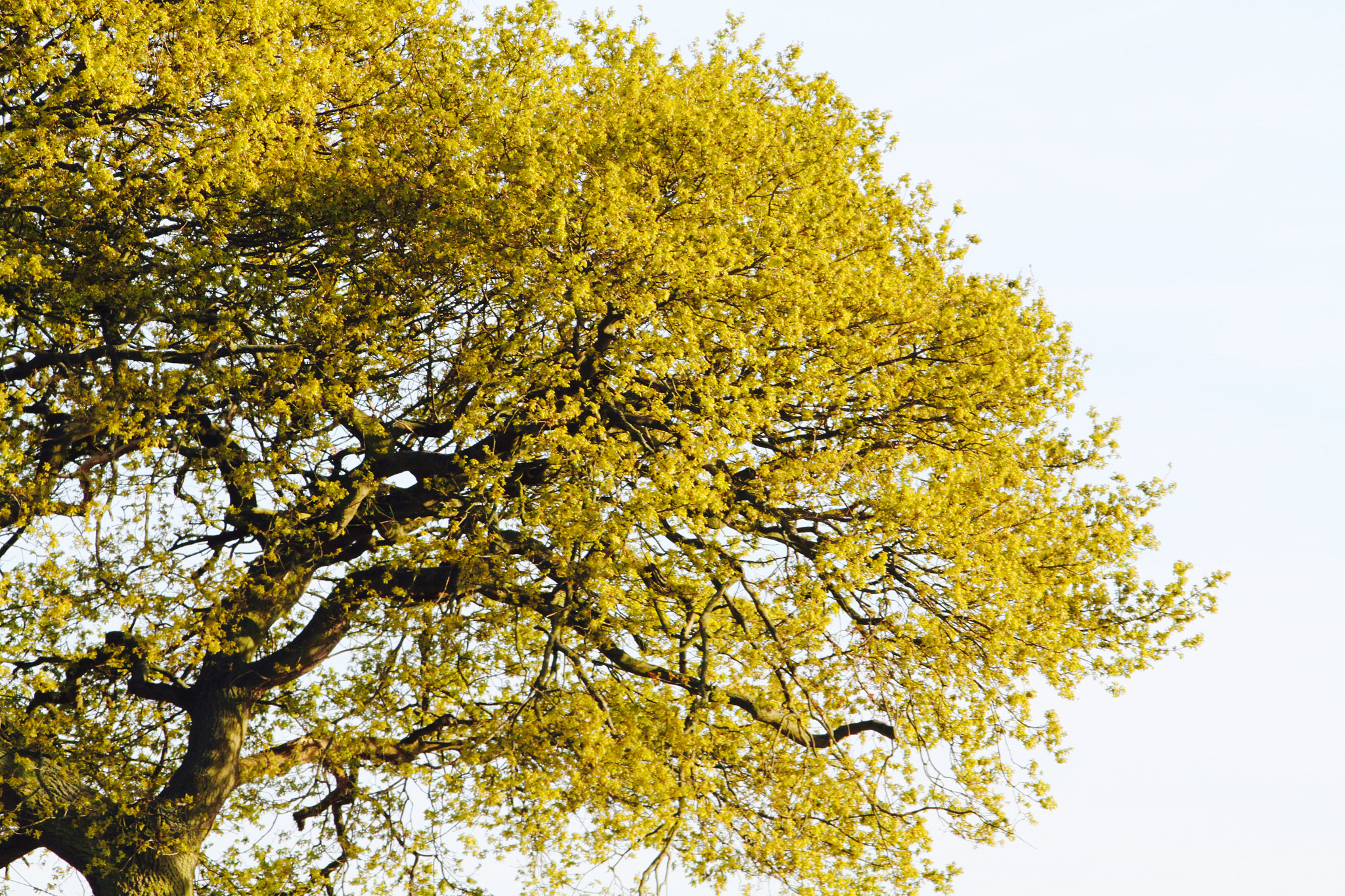 Canon EF-S 55-250mm F4-5.6 IS sample photo. Leaves and branches photography