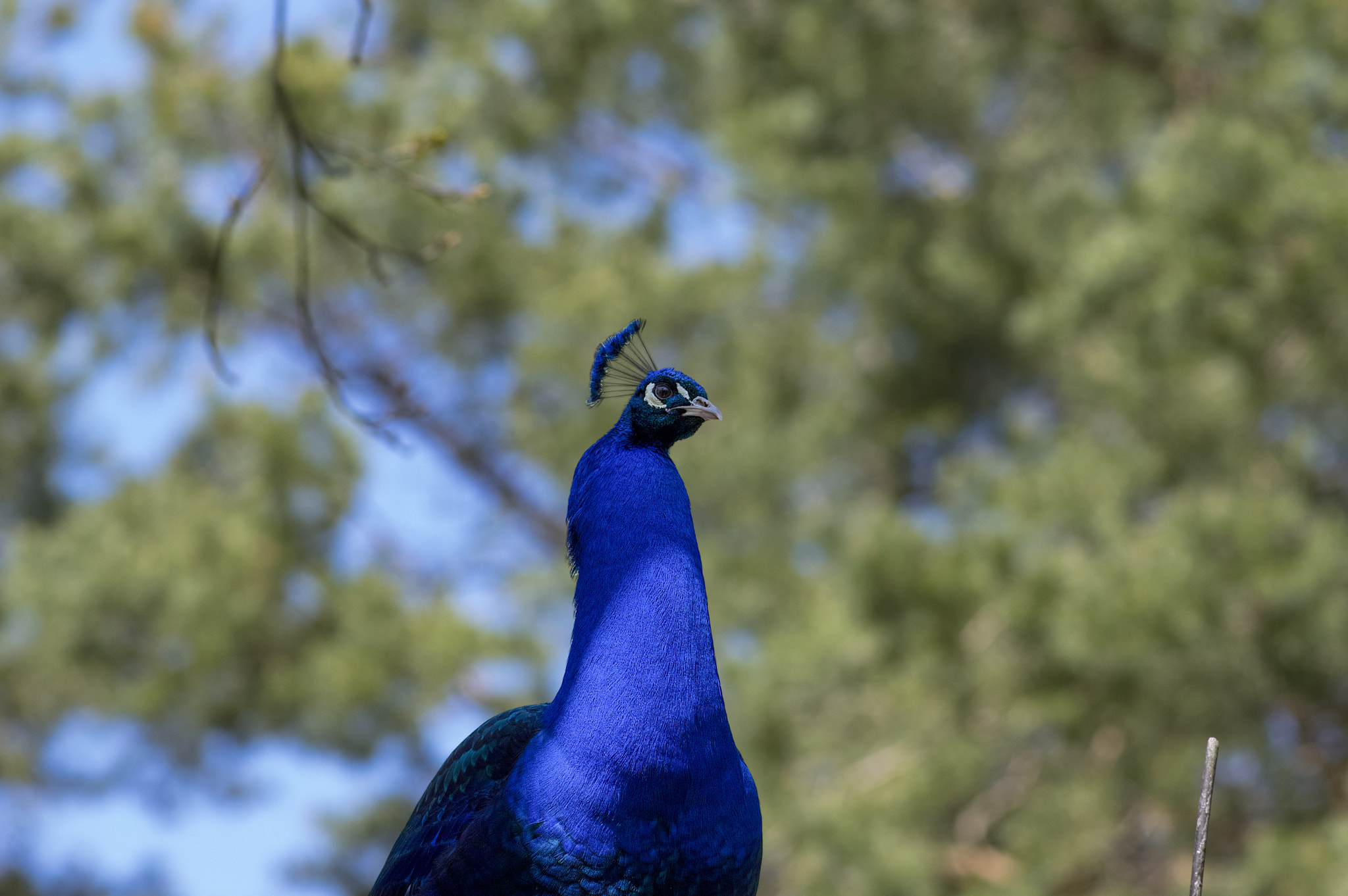 Pentax smc DA* 200mm F2.8 ED (IF) SDM sample photo. Pea blue photography