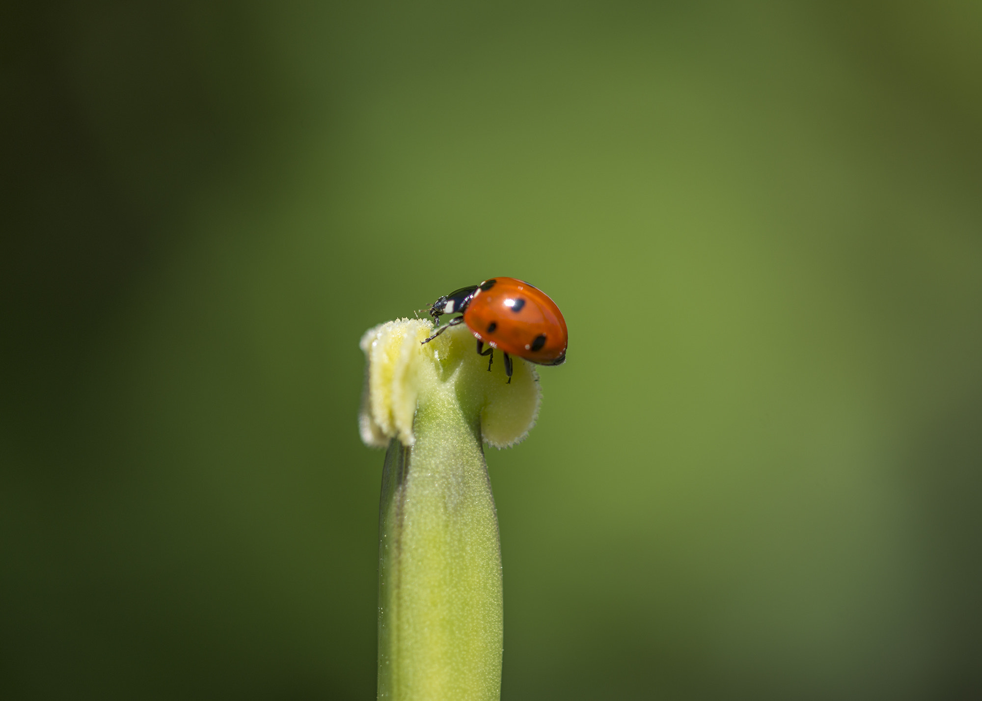 Nikon D800 + Nikon AF Micro-Nikkor 200mm F4D ED-IF sample photo. Tulips are going photography