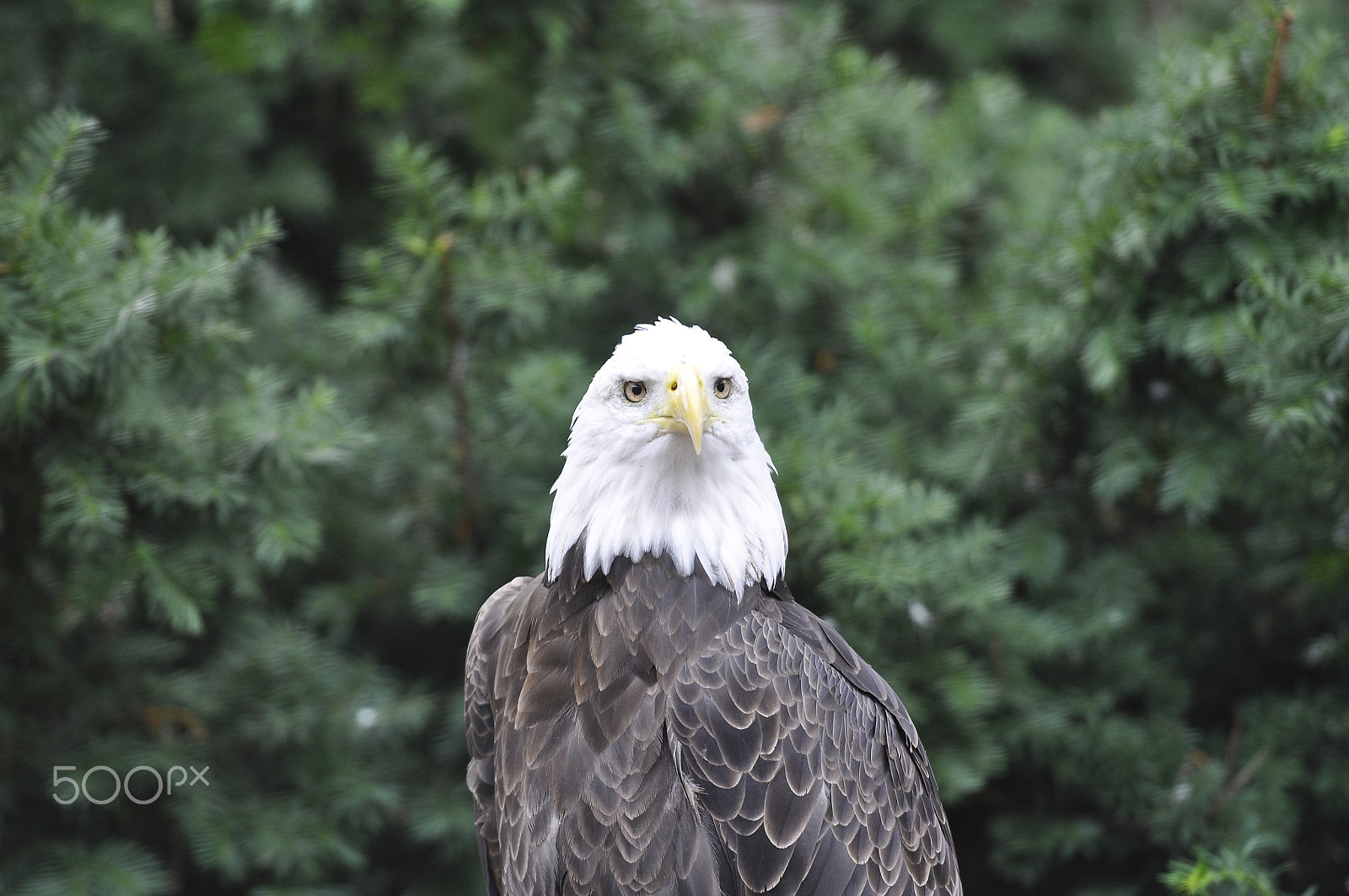Nikon AF-S Nikkor 70-200mm F2.8G ED VR II sample photo. Bald eagle photography