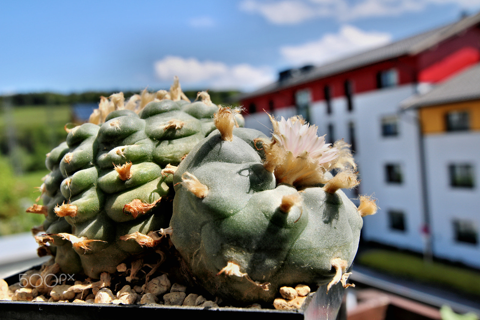 Canon EOS 750D (EOS Rebel T6i / EOS Kiss X8i) + Tamron SP 15-30mm F2.8 Di VC USD sample photo. Cactus flower1 photography