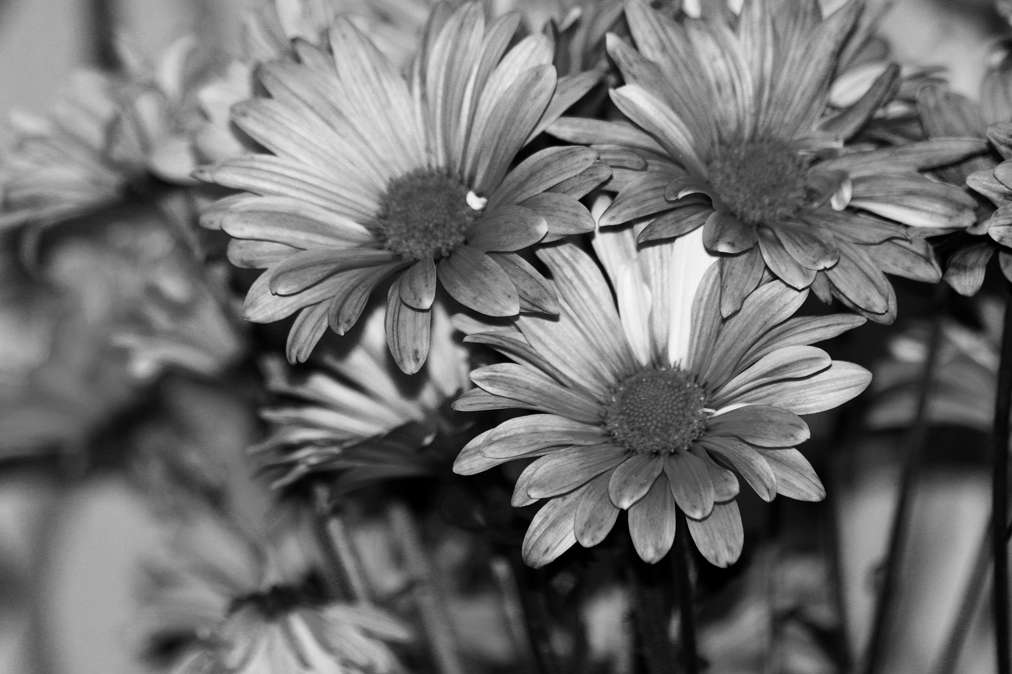 Canon EF 70-300mm F4-5.6 IS USM sample photo. Black and white flowers photography