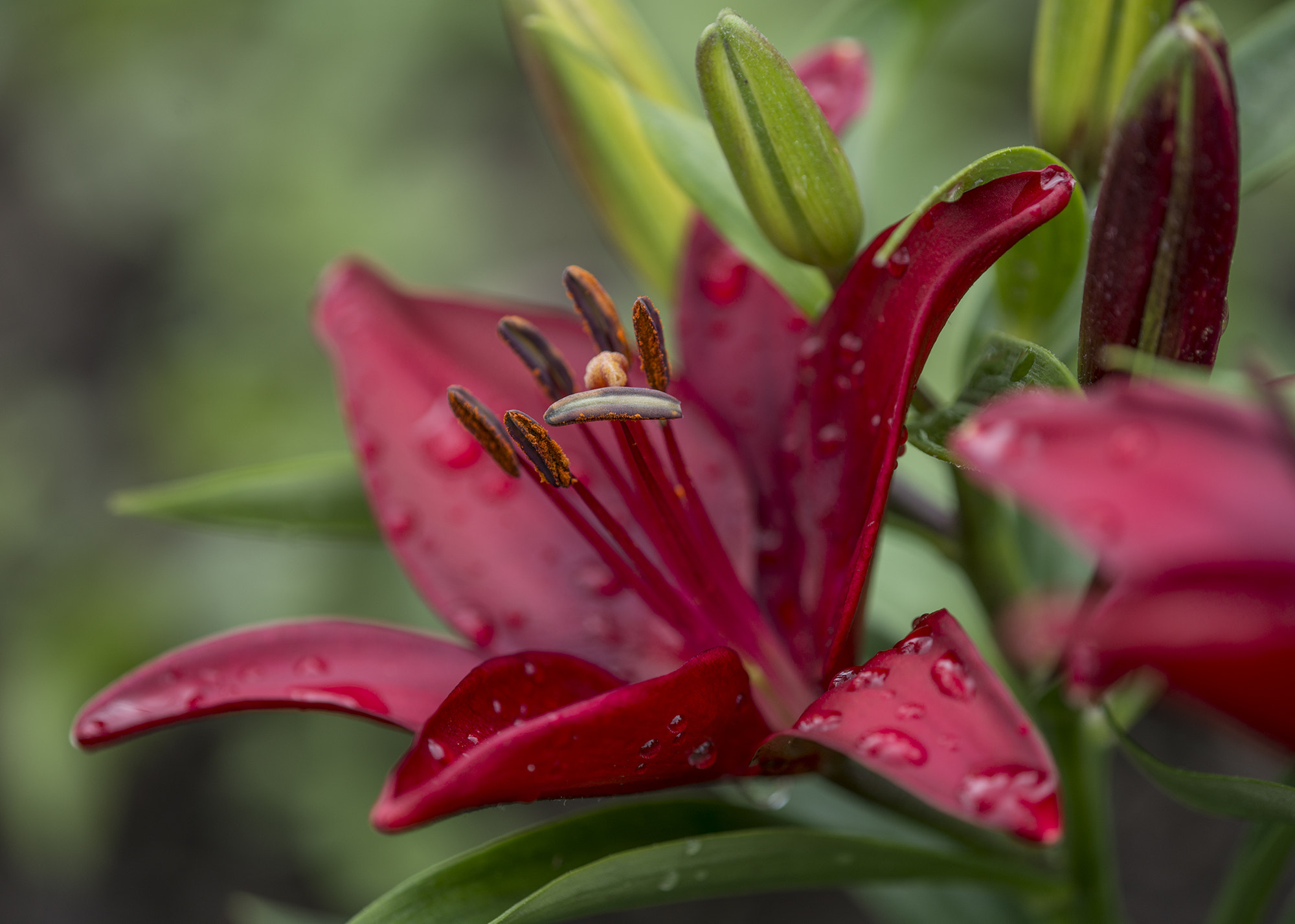 Nikon D800 + Nikon AF Micro-Nikkor 200mm F4D ED-IF sample photo. Lily of darker hue photography
