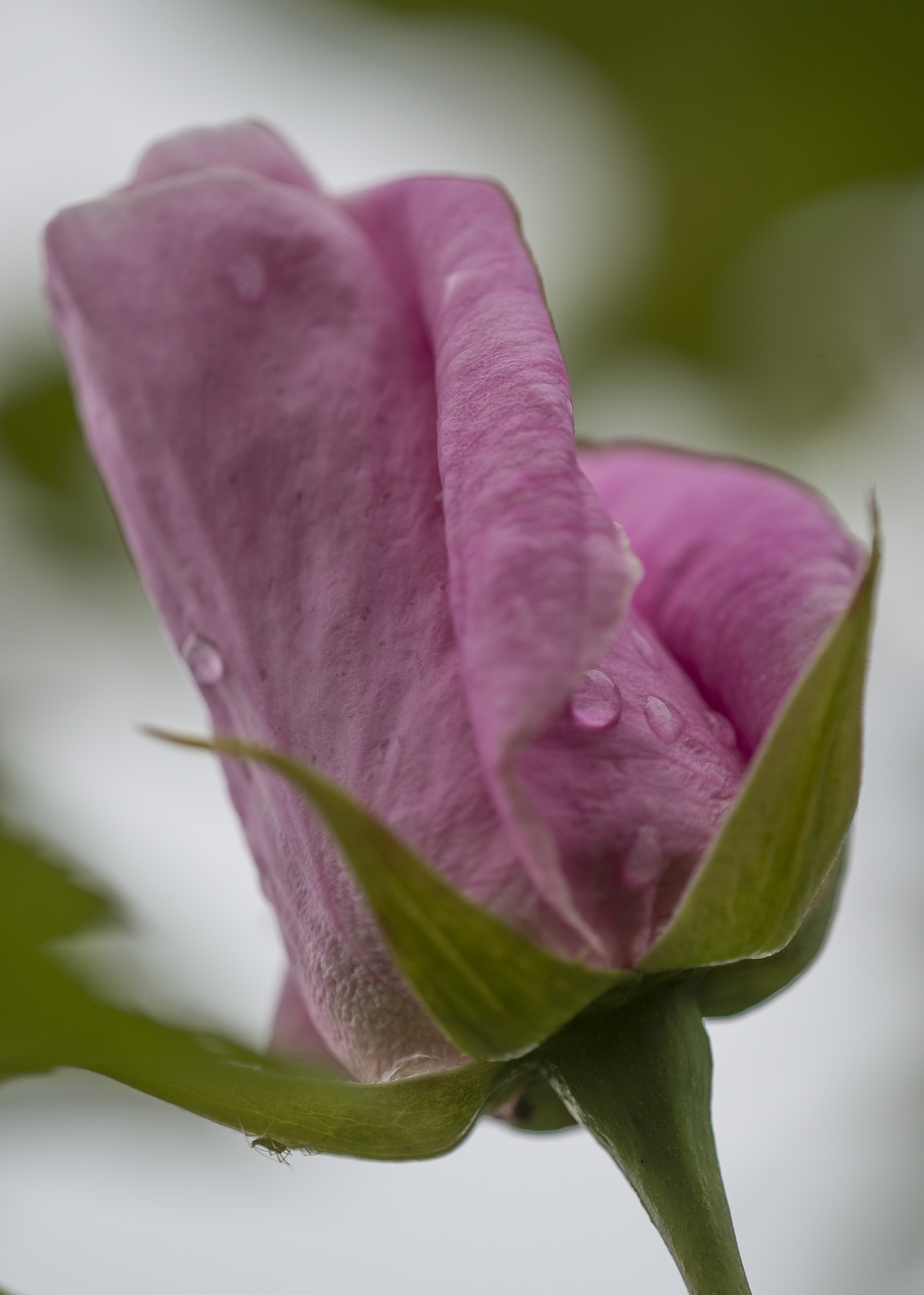 Nikon D800 + Nikon AF Micro-Nikkor 200mm F4D ED-IF sample photo. Rose and passenger photography