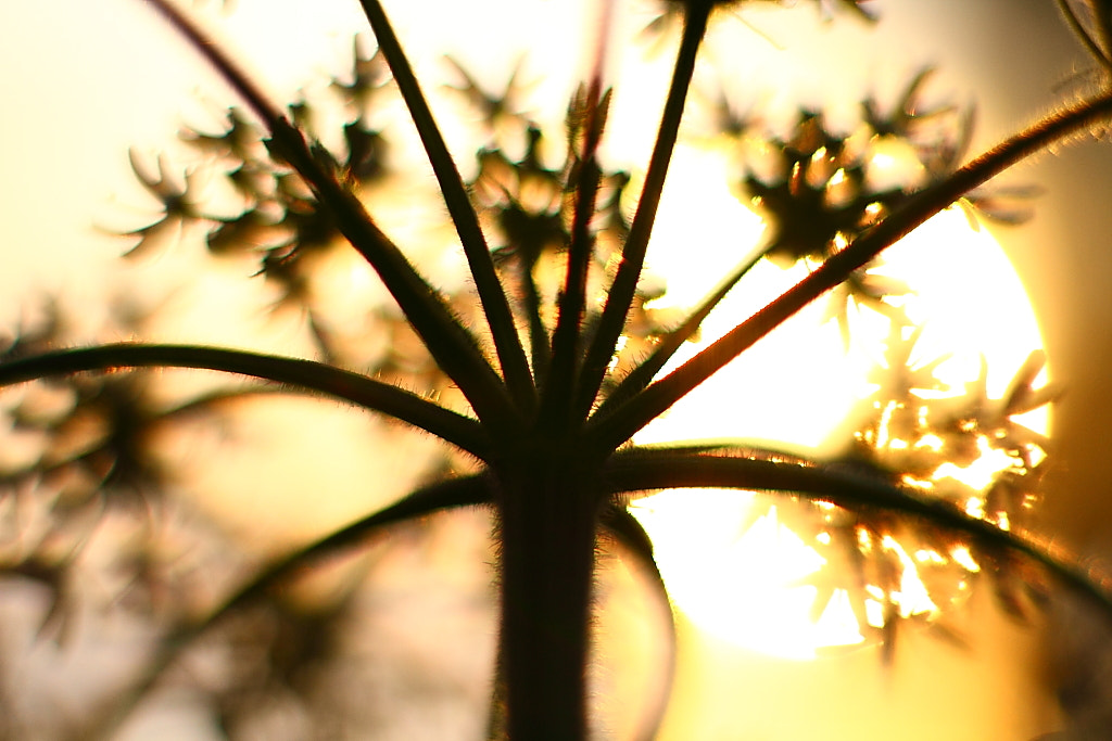 Canon EOS 7D + Canon EF 50mm F1.4 USM sample photo. Crown me photography