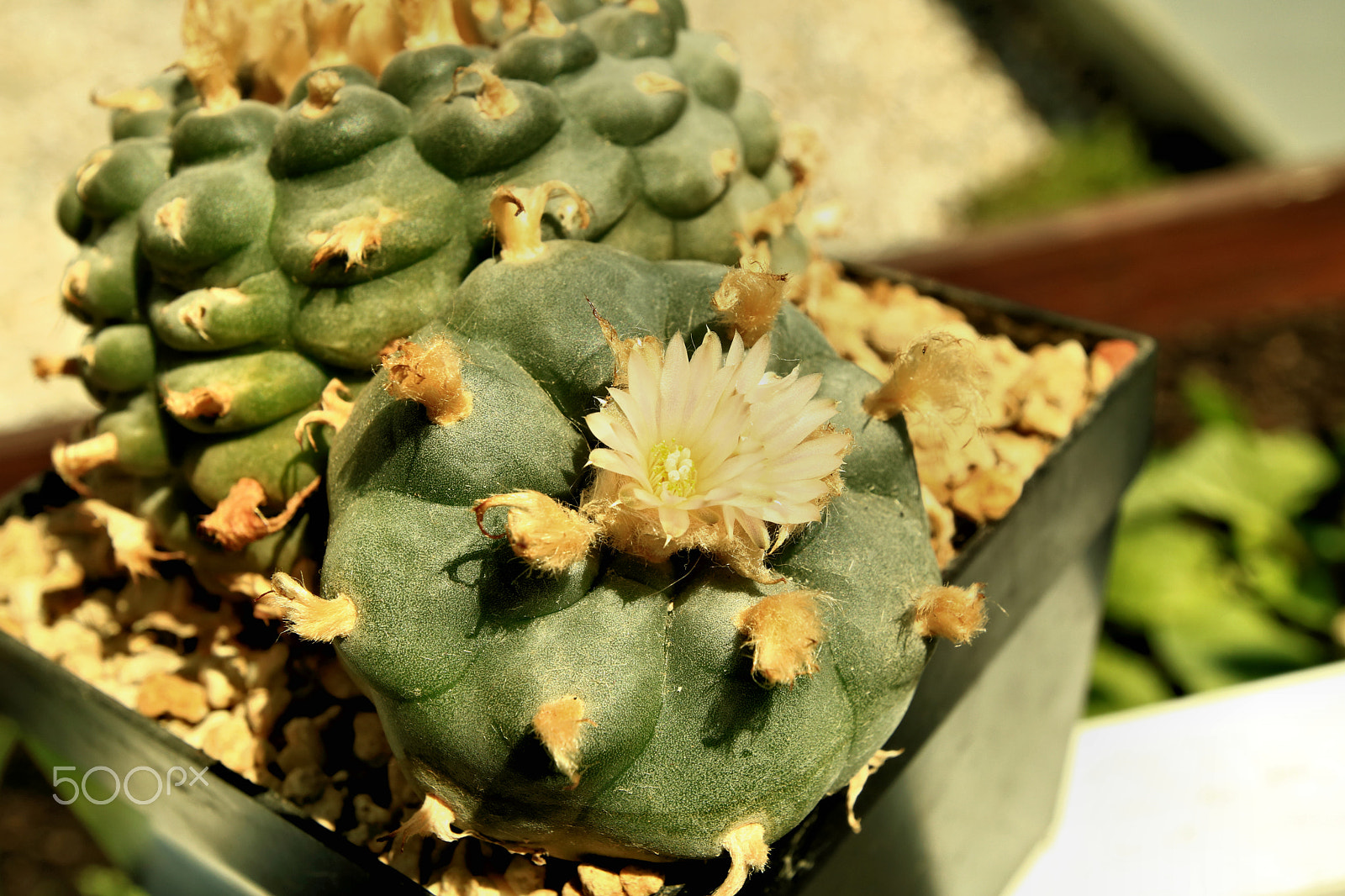 Canon EOS 750D (EOS Rebel T6i / EOS Kiss X8i) + Tamron SP 15-30mm F2.8 Di VC USD sample photo. Cactus flower2 photography