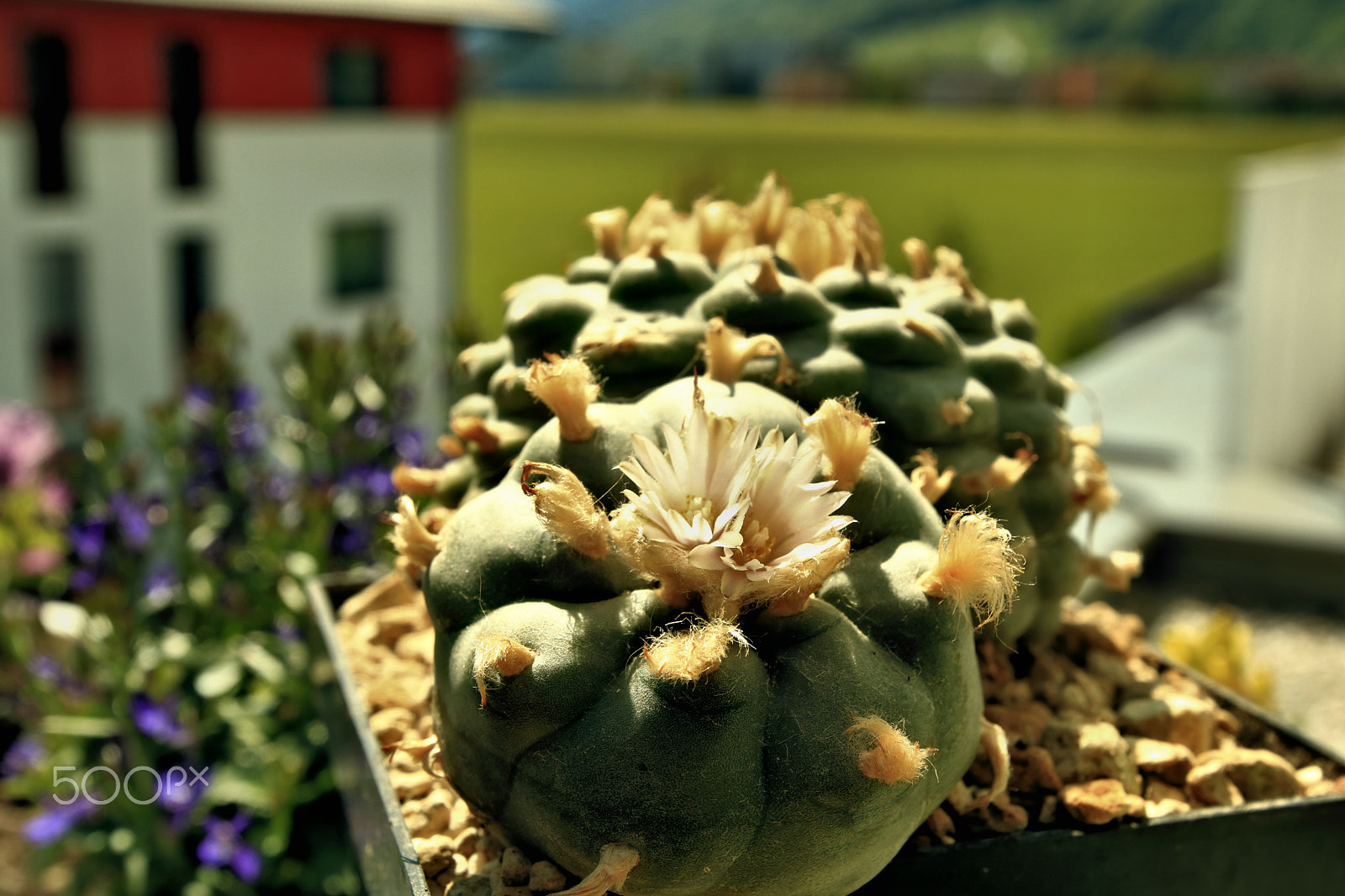 Canon EOS 750D (EOS Rebel T6i / EOS Kiss X8i) + Tamron SP 15-30mm F2.8 Di VC USD sample photo. Cactus flower3 photography