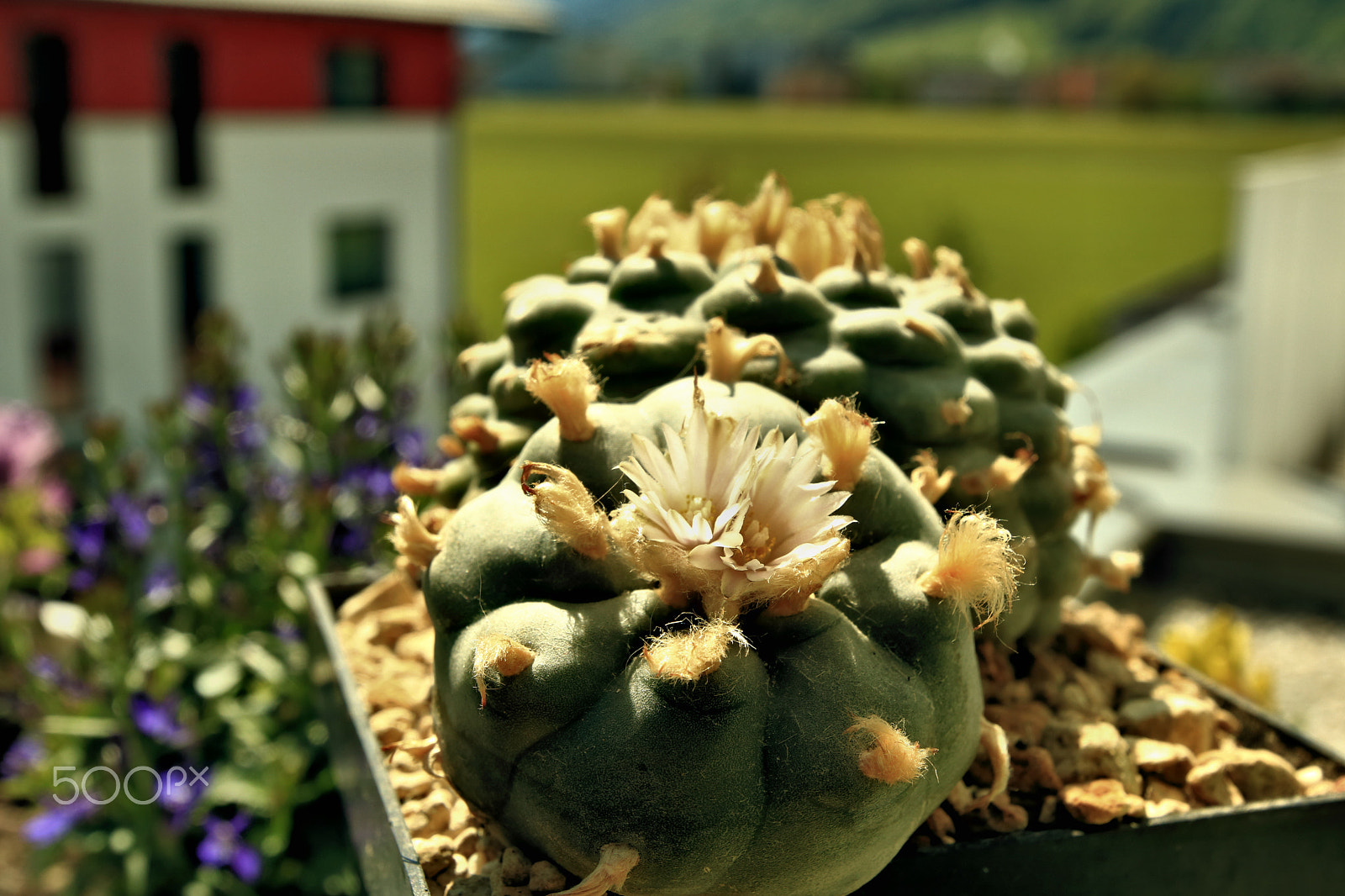 Canon EOS 750D (EOS Rebel T6i / EOS Kiss X8i) sample photo. Cactus flower3 photography