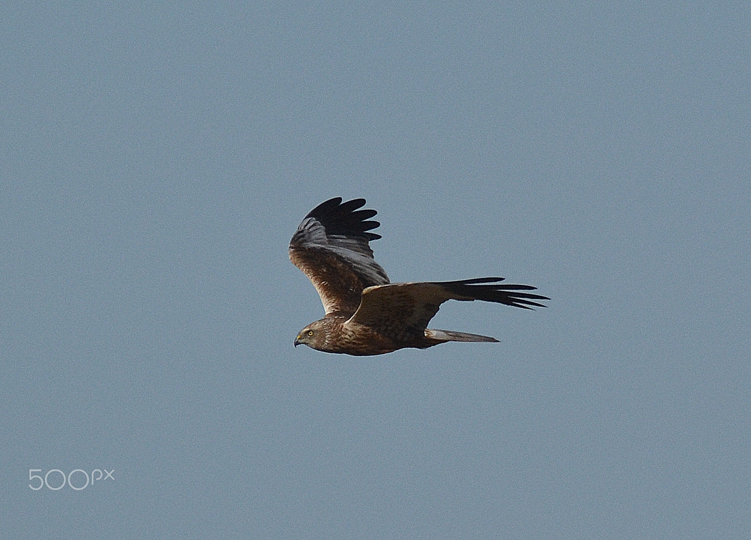 Sigma 150-500mm F5-6.3 DG OS HSM sample photo. Marsh harrier , circus aeruginosus photography
