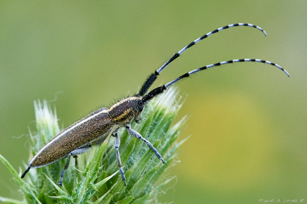 Sony ILCA-77M2 sample photo. Longhorn beetle photography