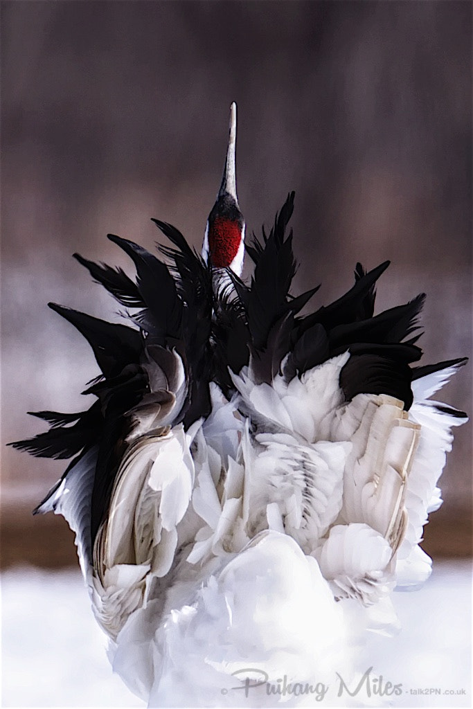 Canon EF 400mm F2.8L IS II USM sample photo. Prima ballerina photography