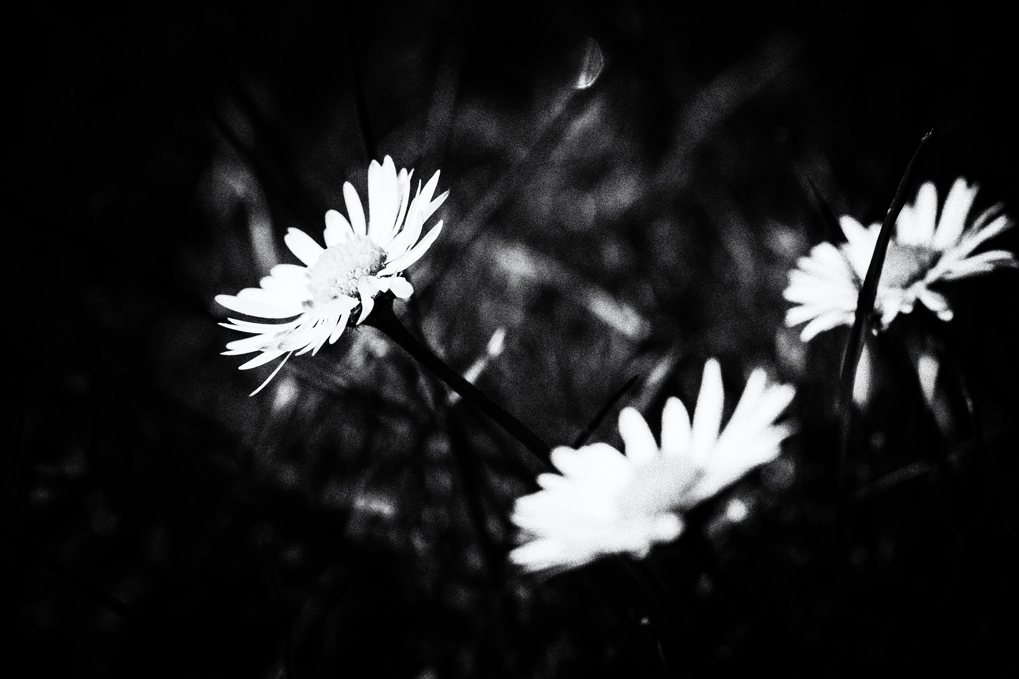 Canon EF-S 60mm F2.8 Macro USM sample photo. Daisies photography
