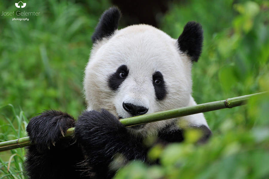 Nikon D3S sample photo. Panda bamboo photography