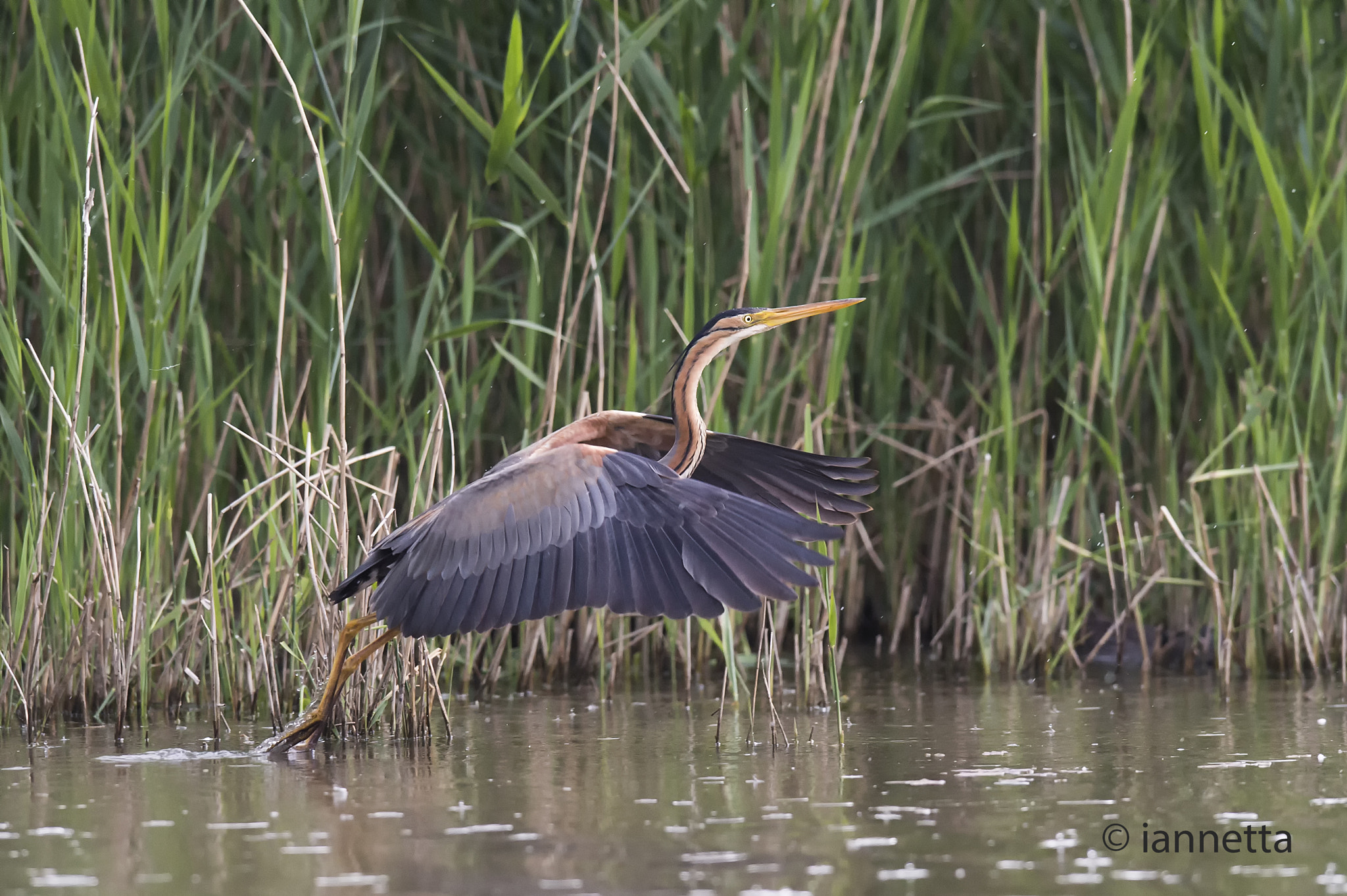 Nikon AF-S Nikkor 400mm F2.8G ED VR II sample photo. Ardea purpurea photography