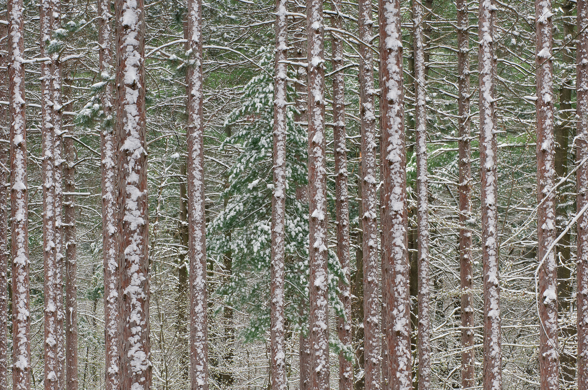 Nikon D2X + Nikon AF-Nikkor 80-200mm F2.8D ED sample photo. Spring snow in red pine forest photography