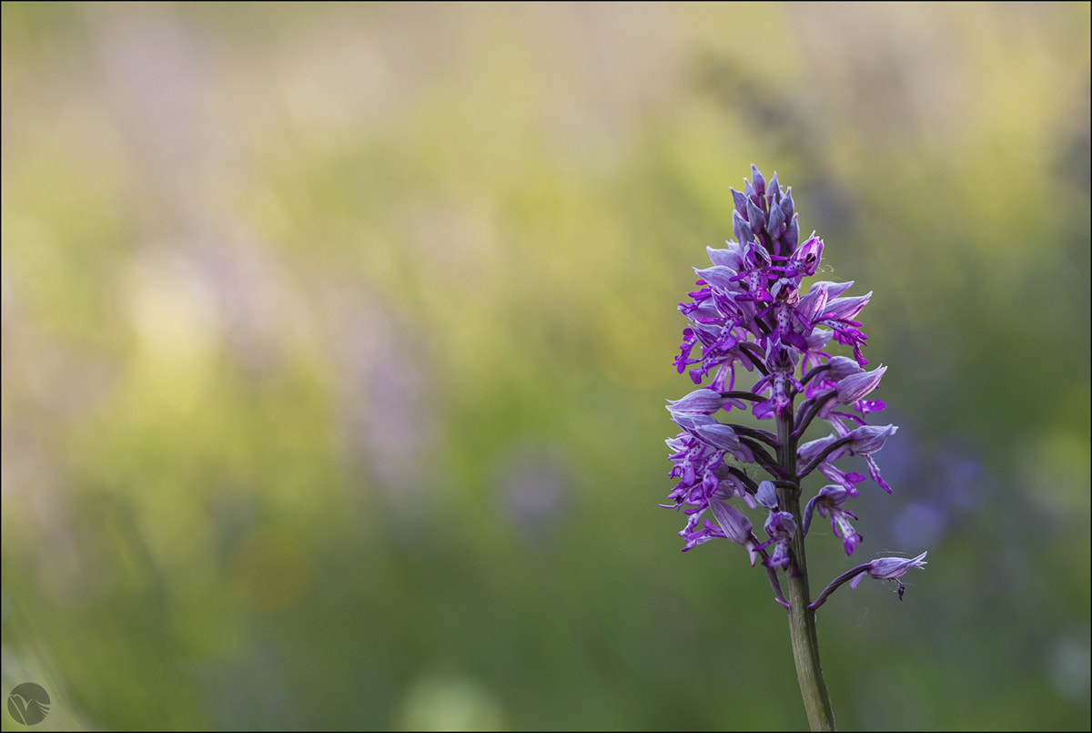 Sigma 105mm F2.8 EX DG OS HSM sample photo