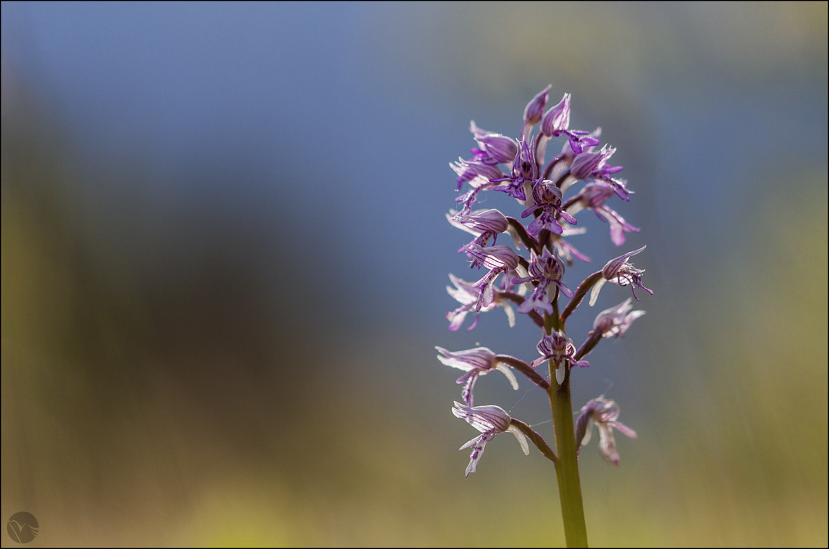 Sigma 105mm F2.8 EX DG OS HSM sample photo. Untitled photography