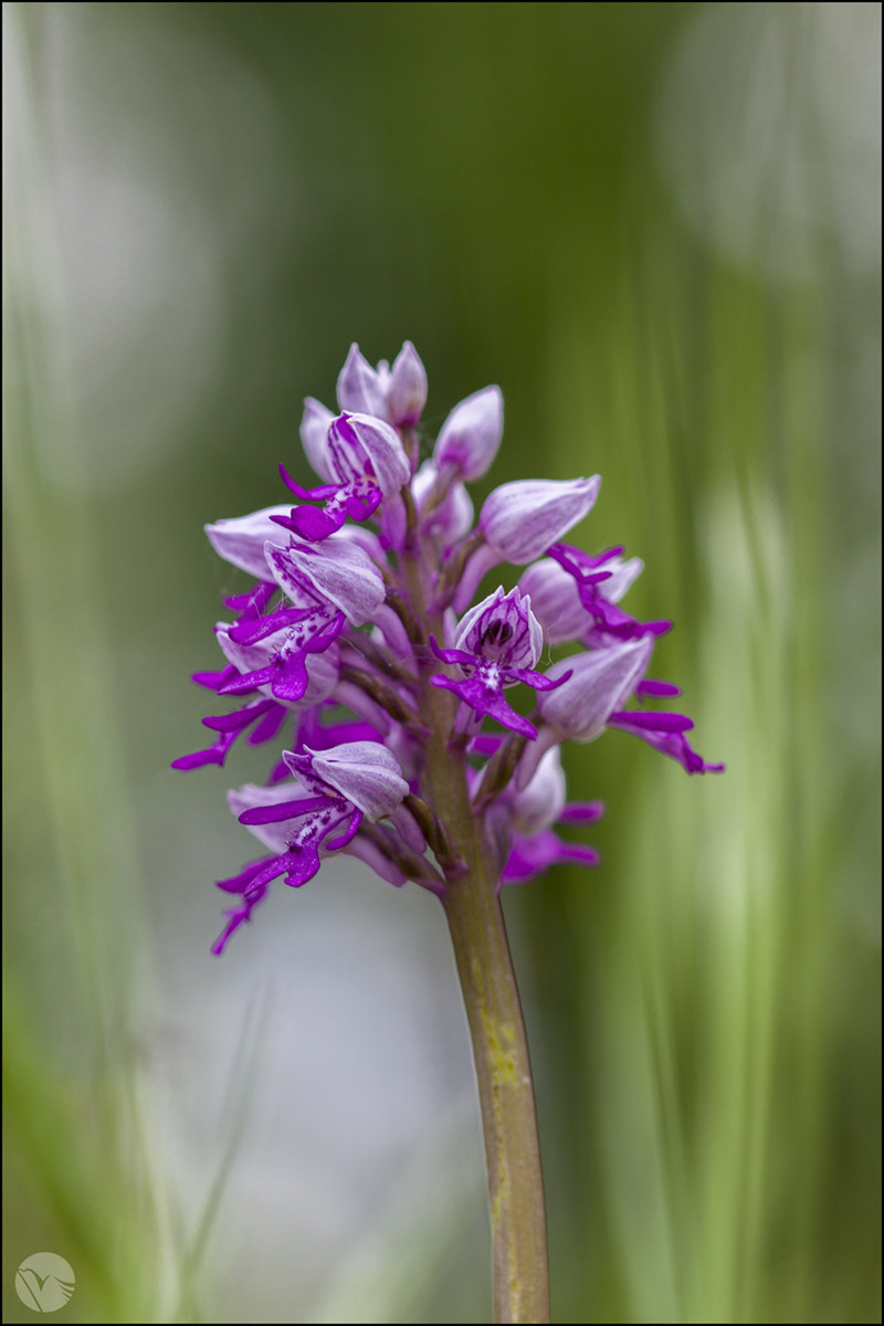 Sigma 105mm F2.8 EX DG OS HSM sample photo