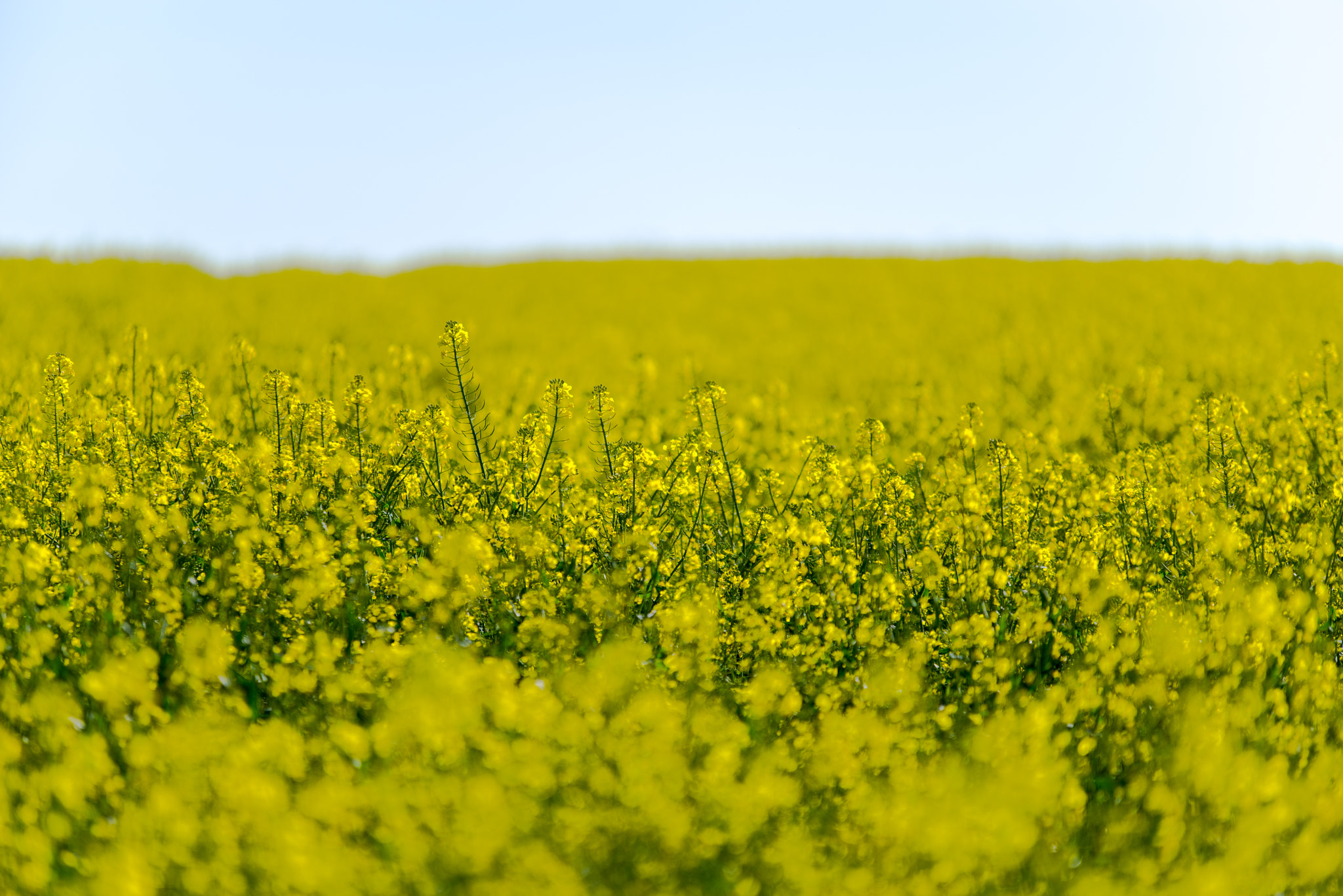 Pentax K-1 sample photo. Mustard photography
