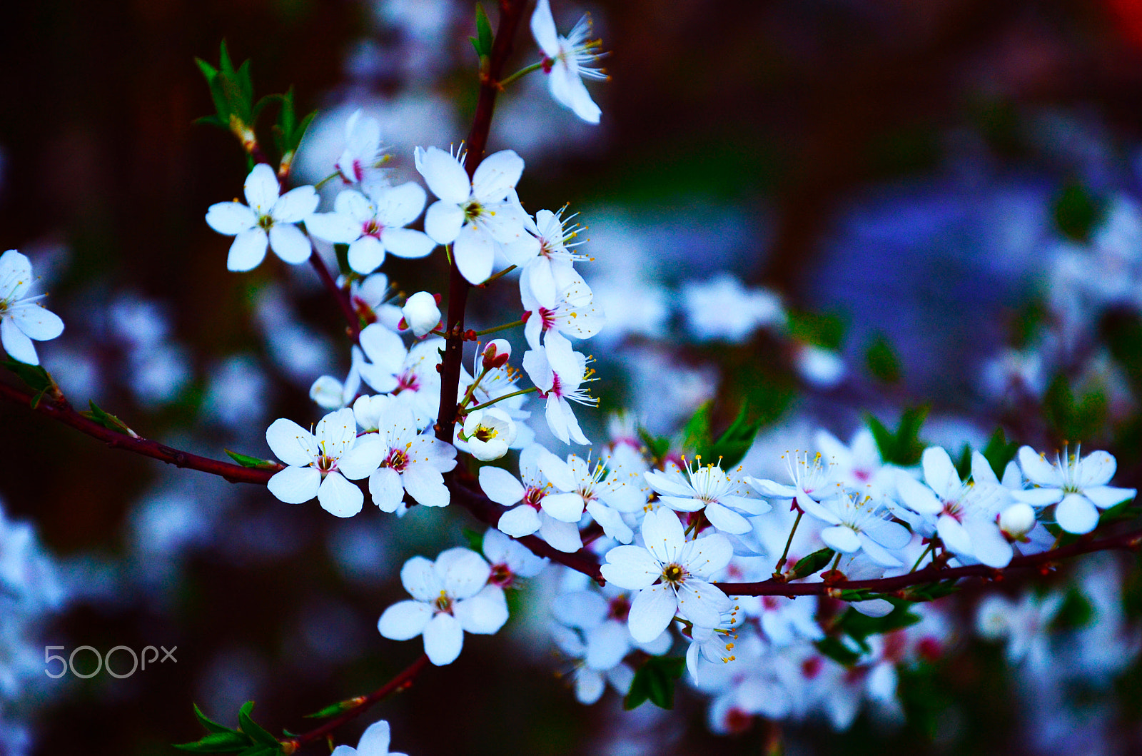 Nikon D5100 + AF Nikkor 85mm f/1.8 sample photo. Flowers photography