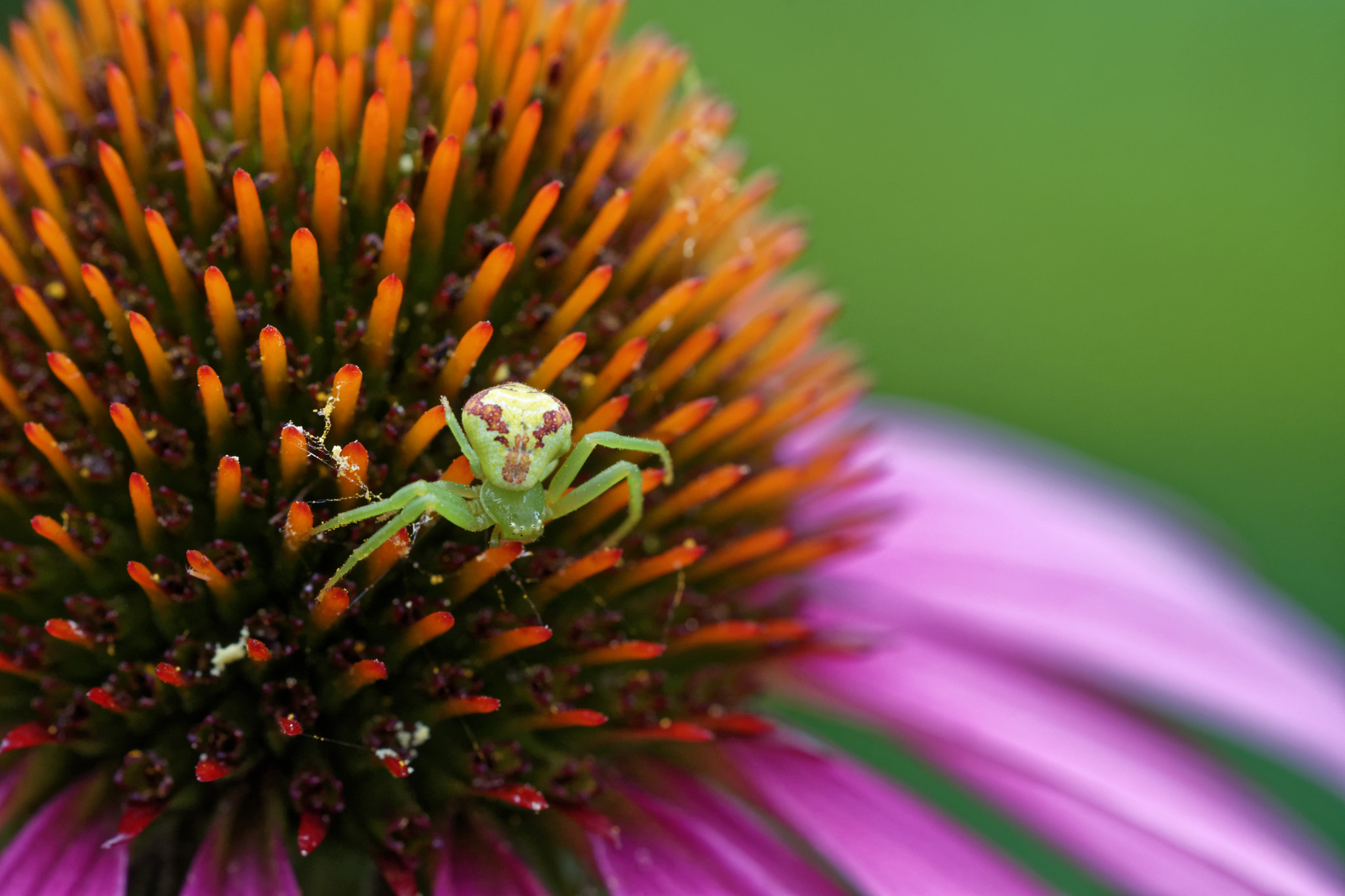Sigma 150mm F2.8 EX DG OS Macro HSM sample photo. Crabspider on the hunt photography