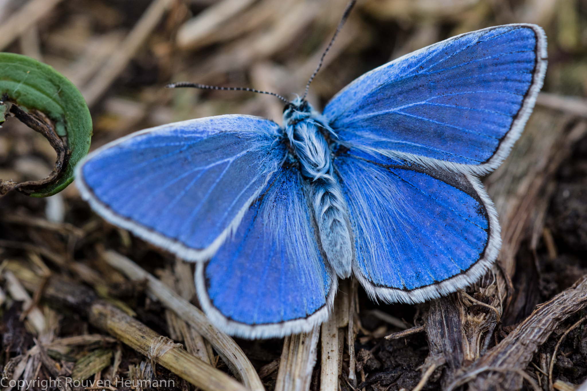 Sigma 150mm F2.8 EX DG OS Macro HSM sample photo. Blue butterfly photography