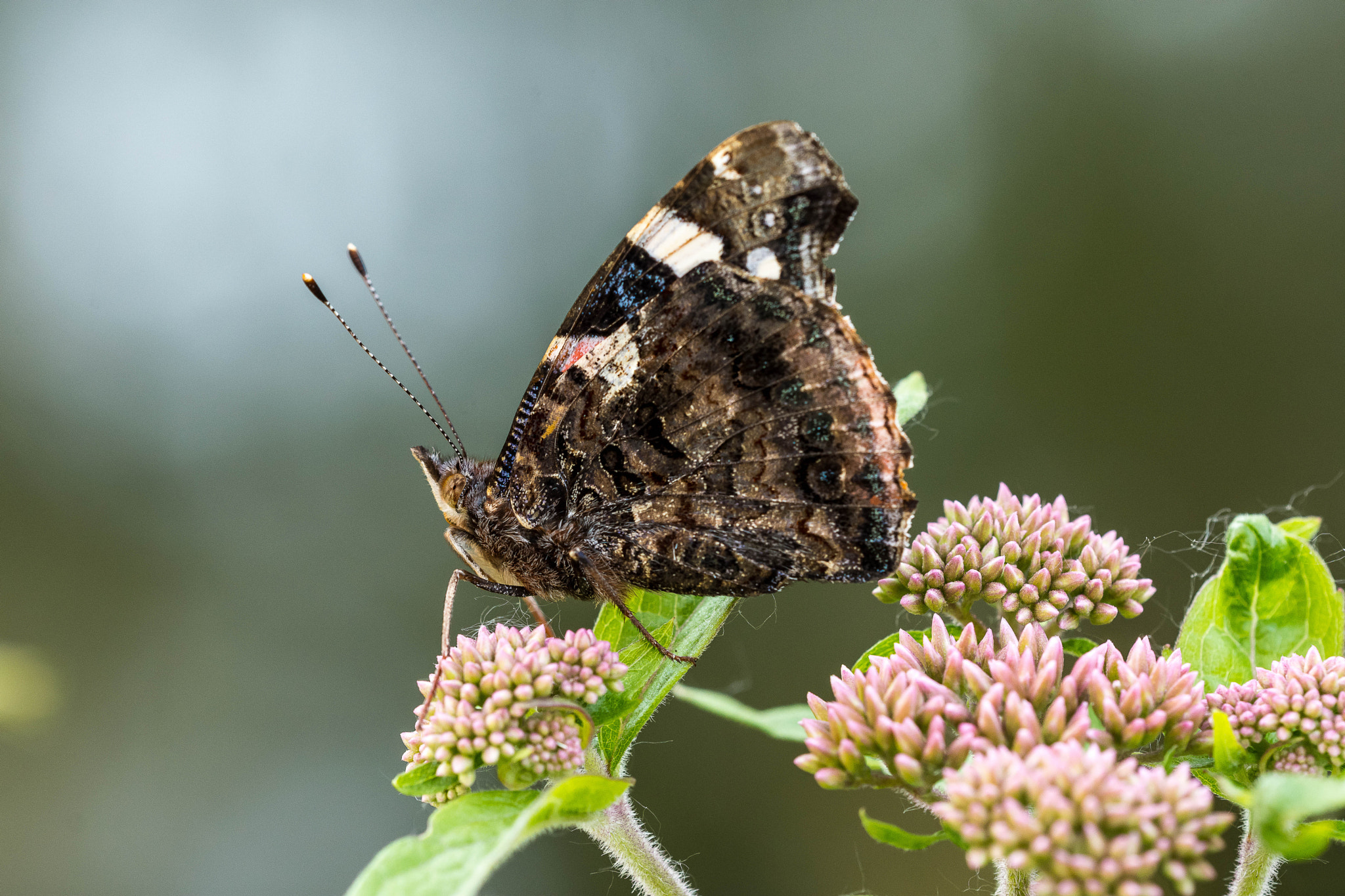 Nikon D7200 + Sigma 150mm F2.8 EX DG OS Macro HSM sample photo. Admiral butterfly photography