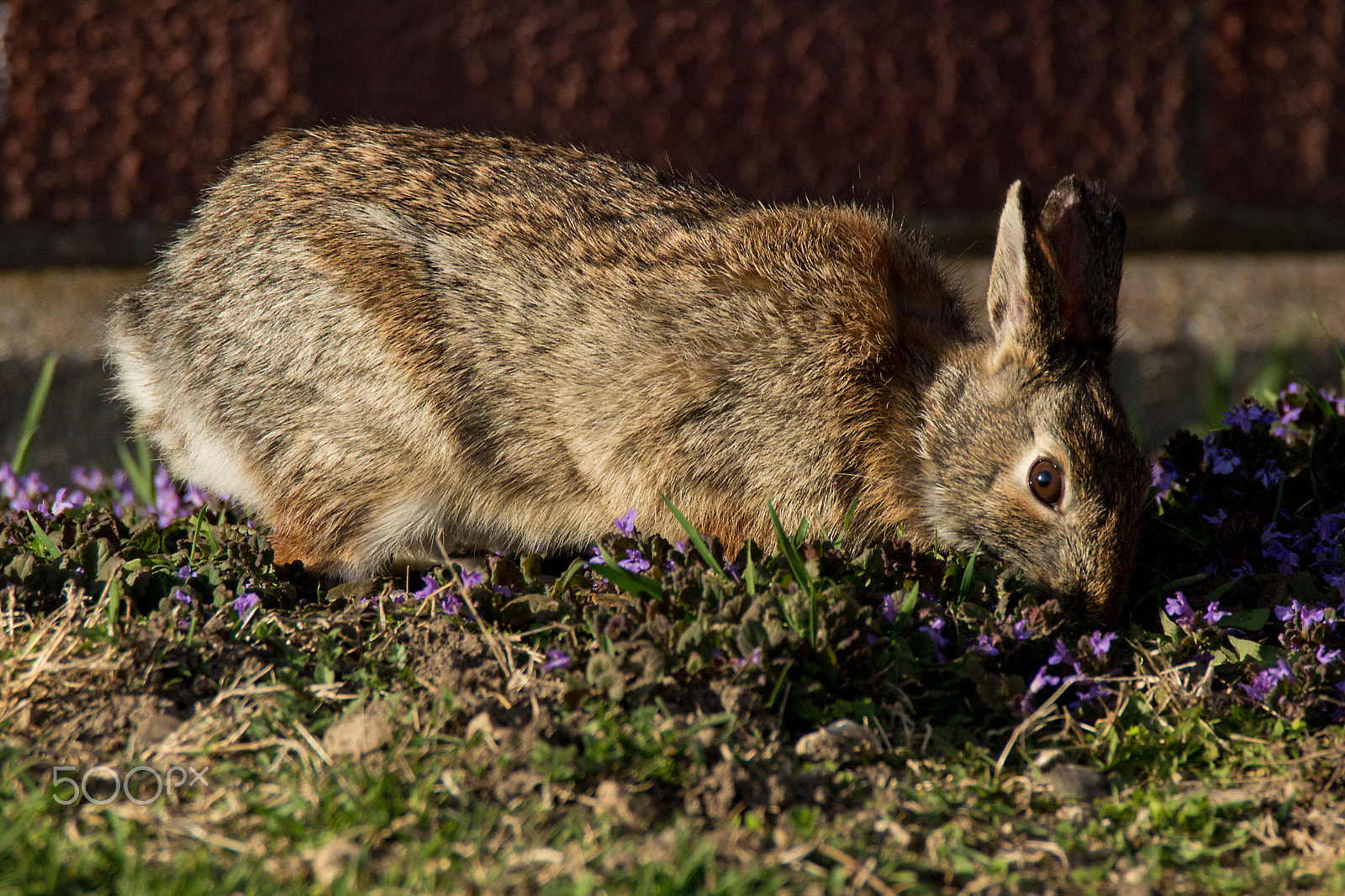 Tamron SP 150-600mm F5-6.3 Di VC USD sample photo. Eastern cottontail rabbit in the flowers photography